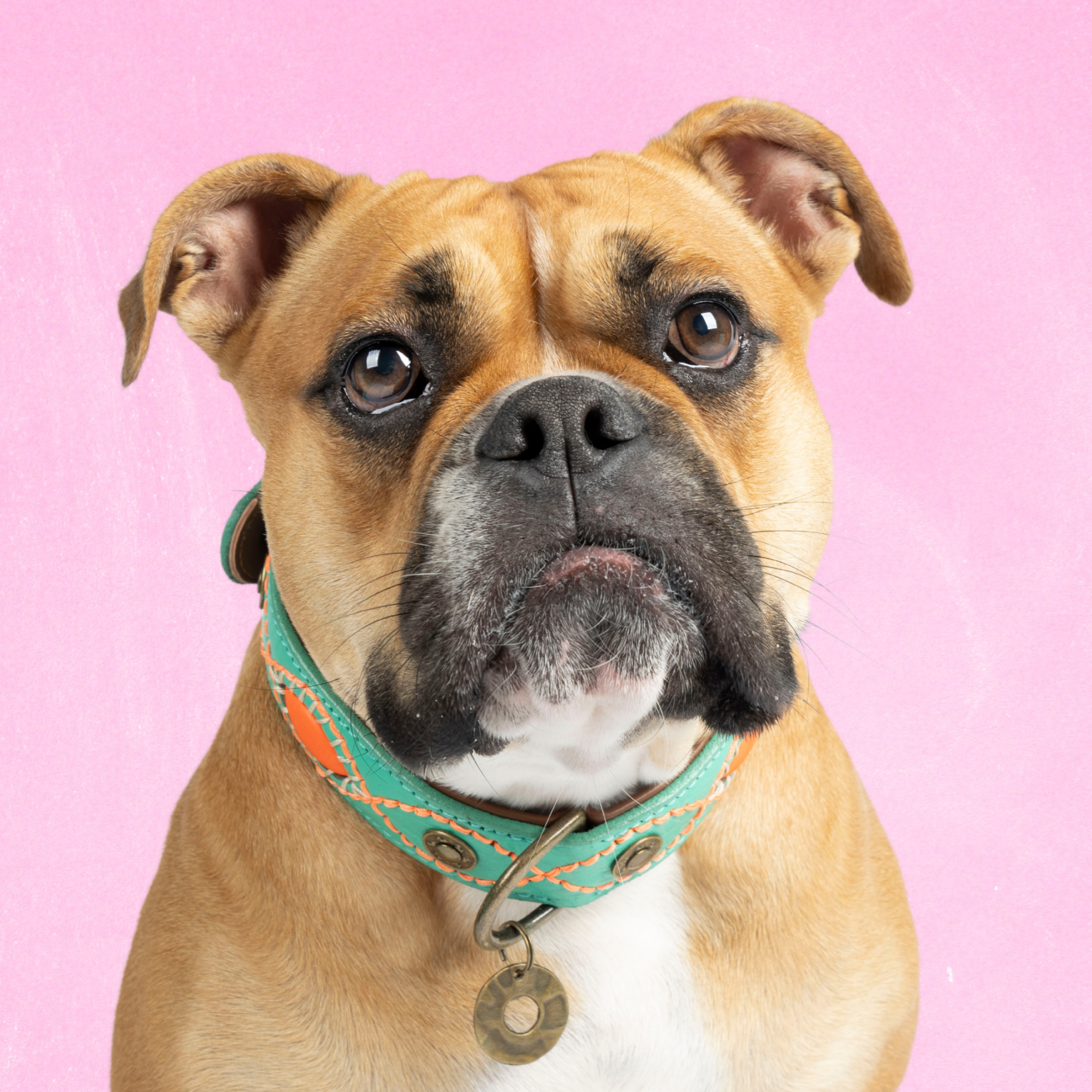 Urban Janis Hondenhalsband L  (Halsomvang  38-47 cm / 4 cm)