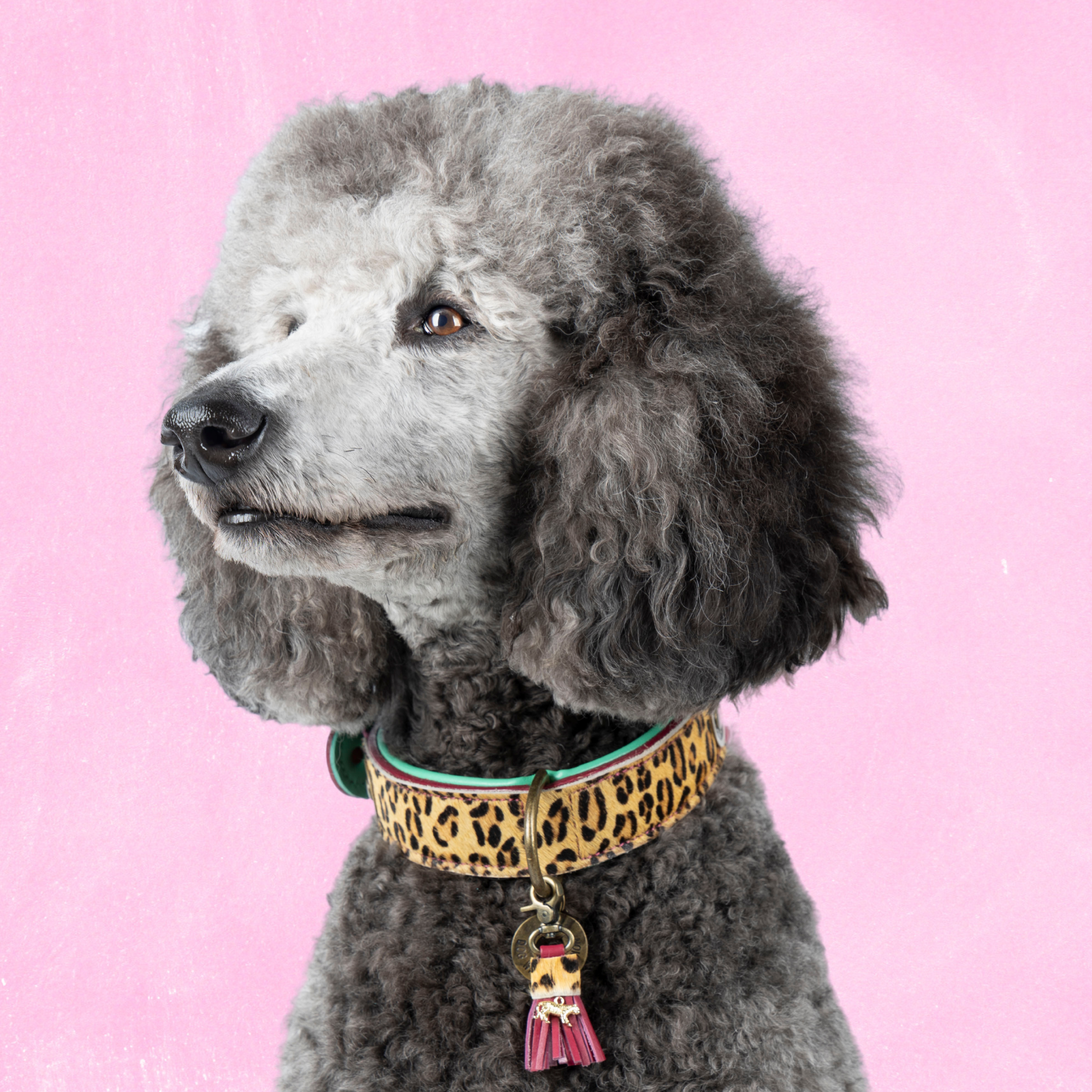 Lou Lou Hondenhalsband XL (Halsomvang  47-57 cm / 4 cm)