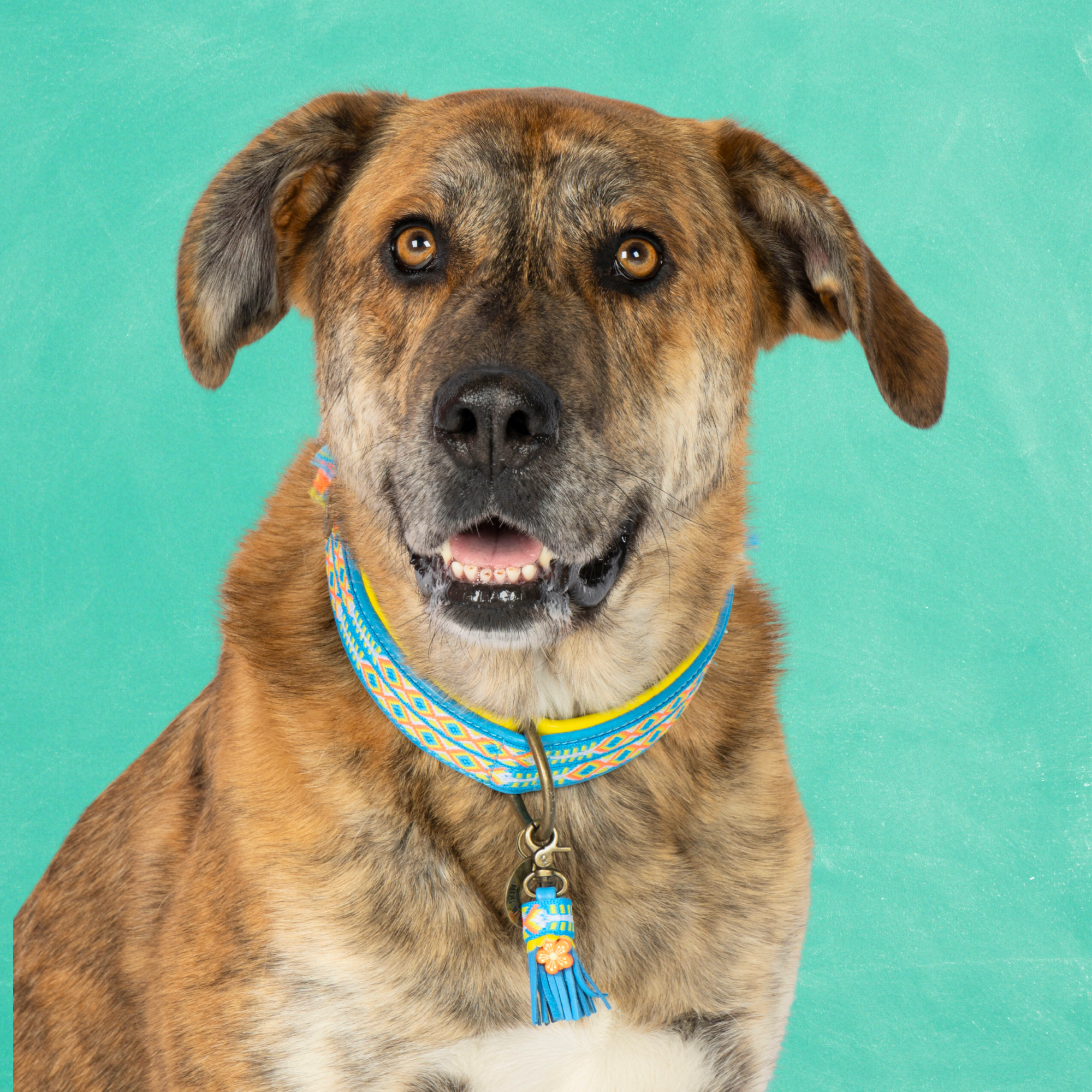 Aloha Dog Collar L (Neck size 40-47 cm / 4 cm)