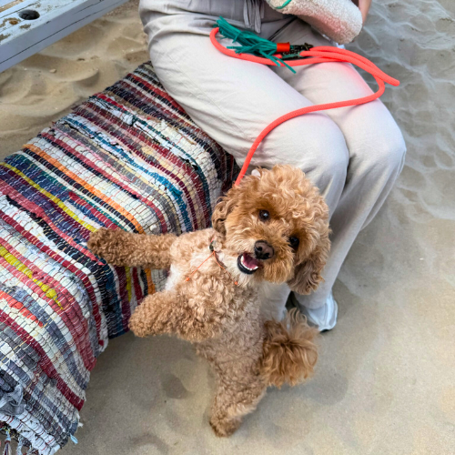 Vrolijke hond op een kleurrijk kleed op het strand met de oranje Carrot Cake hondenriem van Dog with a Mission, maat S.