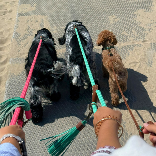Uitzicht tijdens een strandwandeling met drie honden aan de riem, waaronder de opvallende roze Sugarbabe riem van Dog with a Mission.
