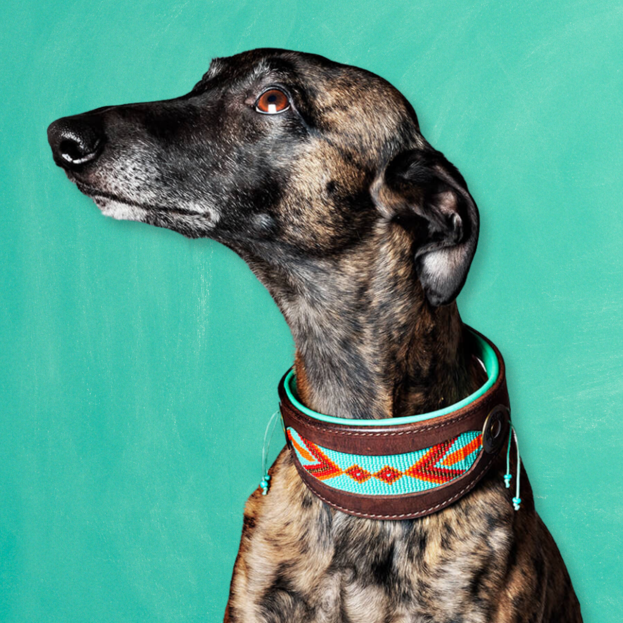 Paddy Lee  Windhond Halsband S (Breedte 4 cm / Halsomvang 22 cm - 26,5 cm)