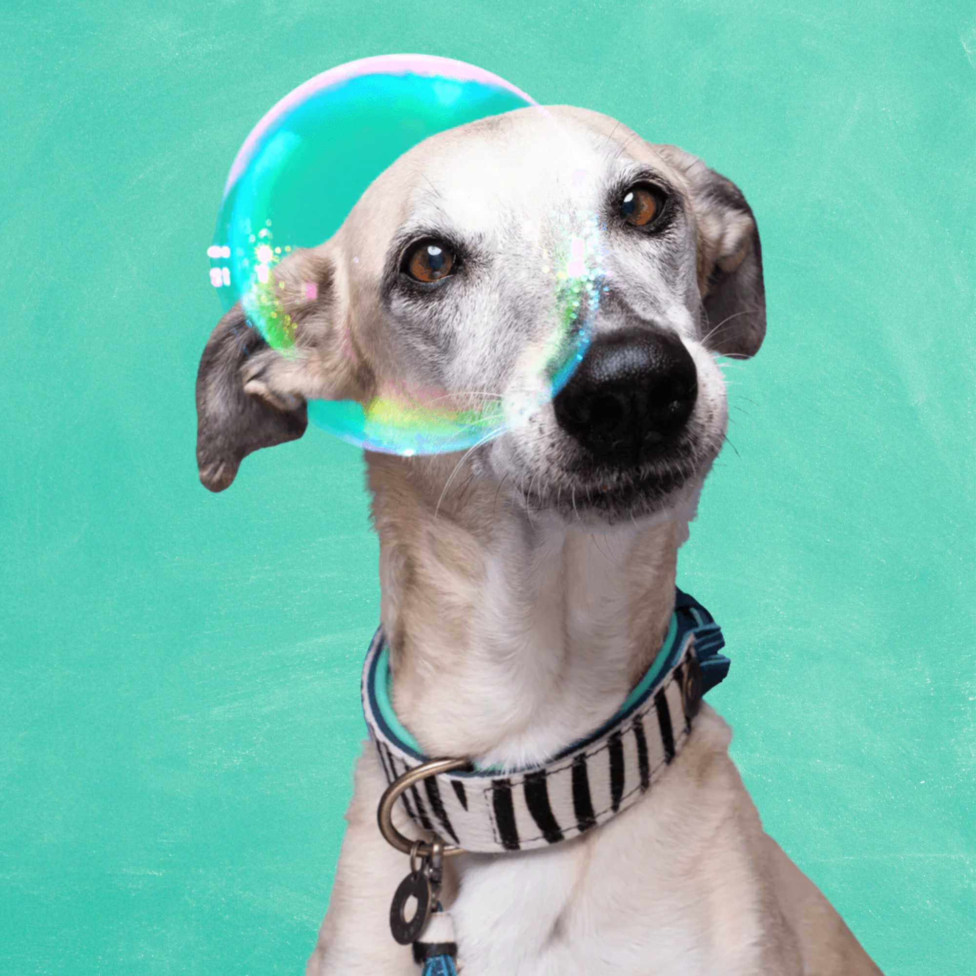 Chique Boutique Zara Hondenhalsband XXL ( Halsomvang 55-65 cm / 4 cm)