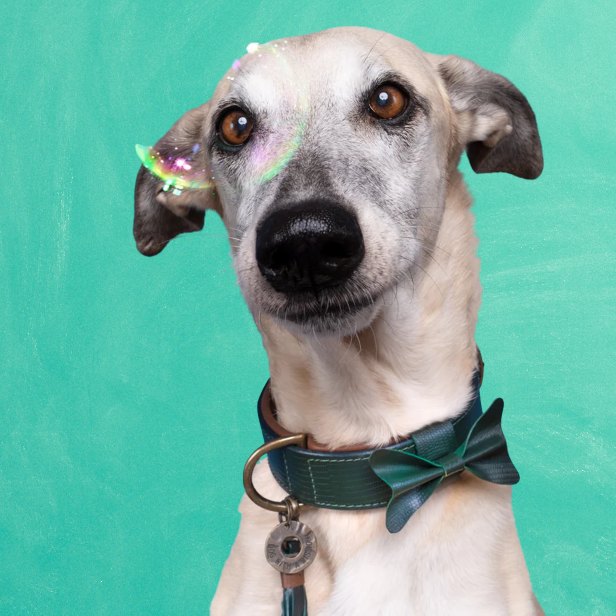 City Bowie XXL (Halsomvang 55-65 cm / 4 cm)