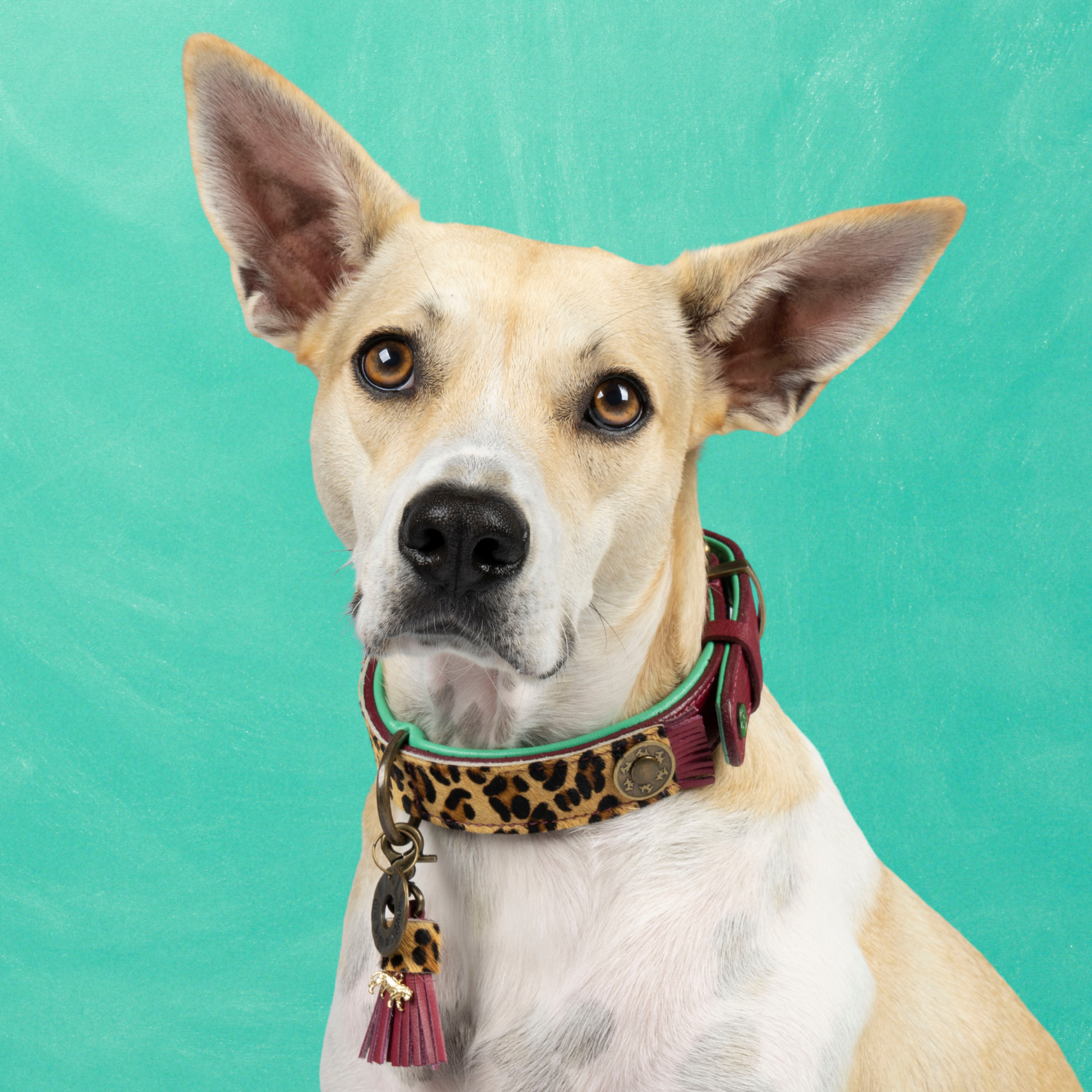 Lou Lou Hondenhalsband M (Halsomvang  32-39 cm / 2,5 cm)