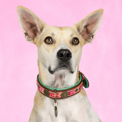 Boho Rosa hondenhalsband M Dog with a Mission - roze bohemian print bruin buffelleer voor middelgrote honden
