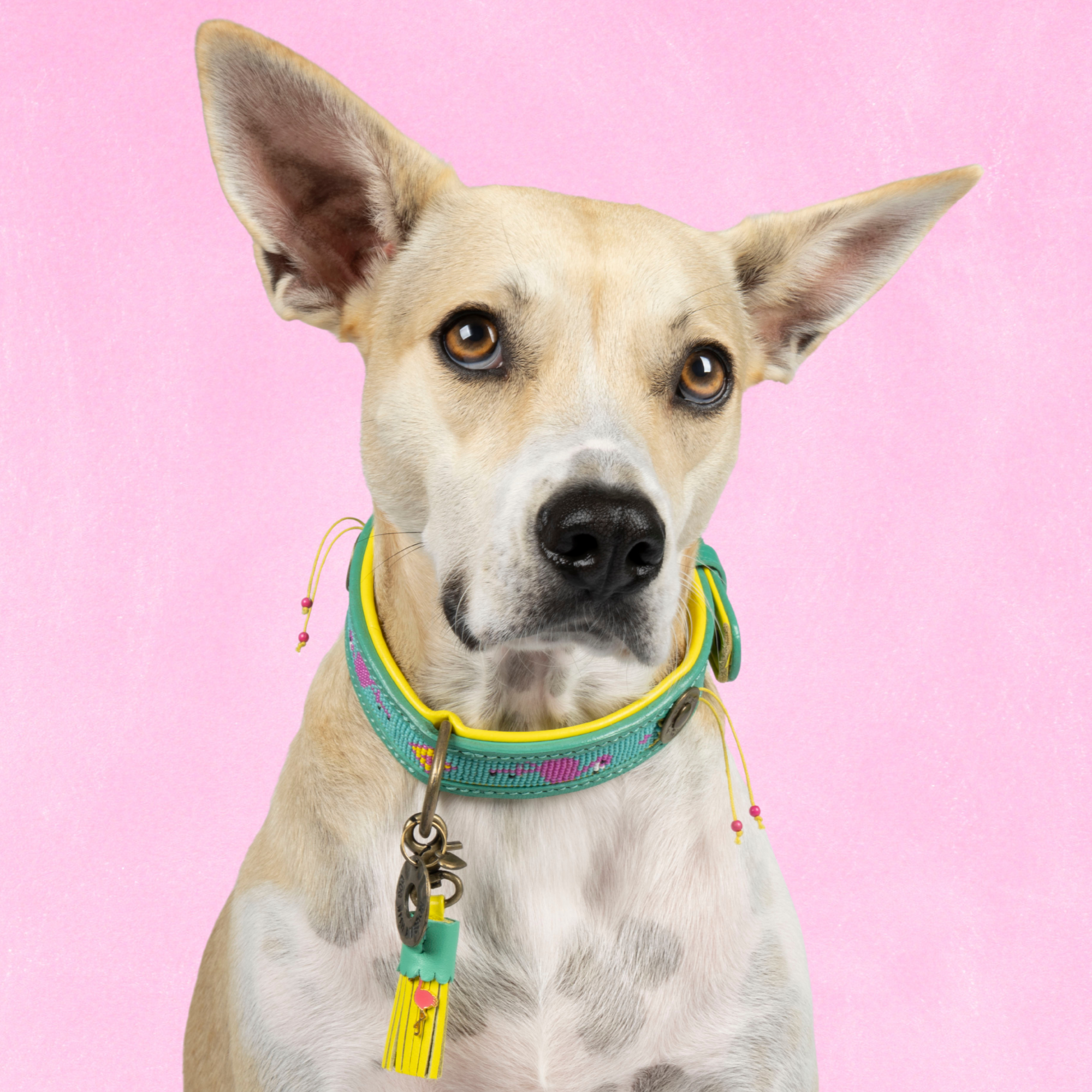 Chogogo Hondenhalsband M (Halsomvang  32-39 cm / 2,5 cm)