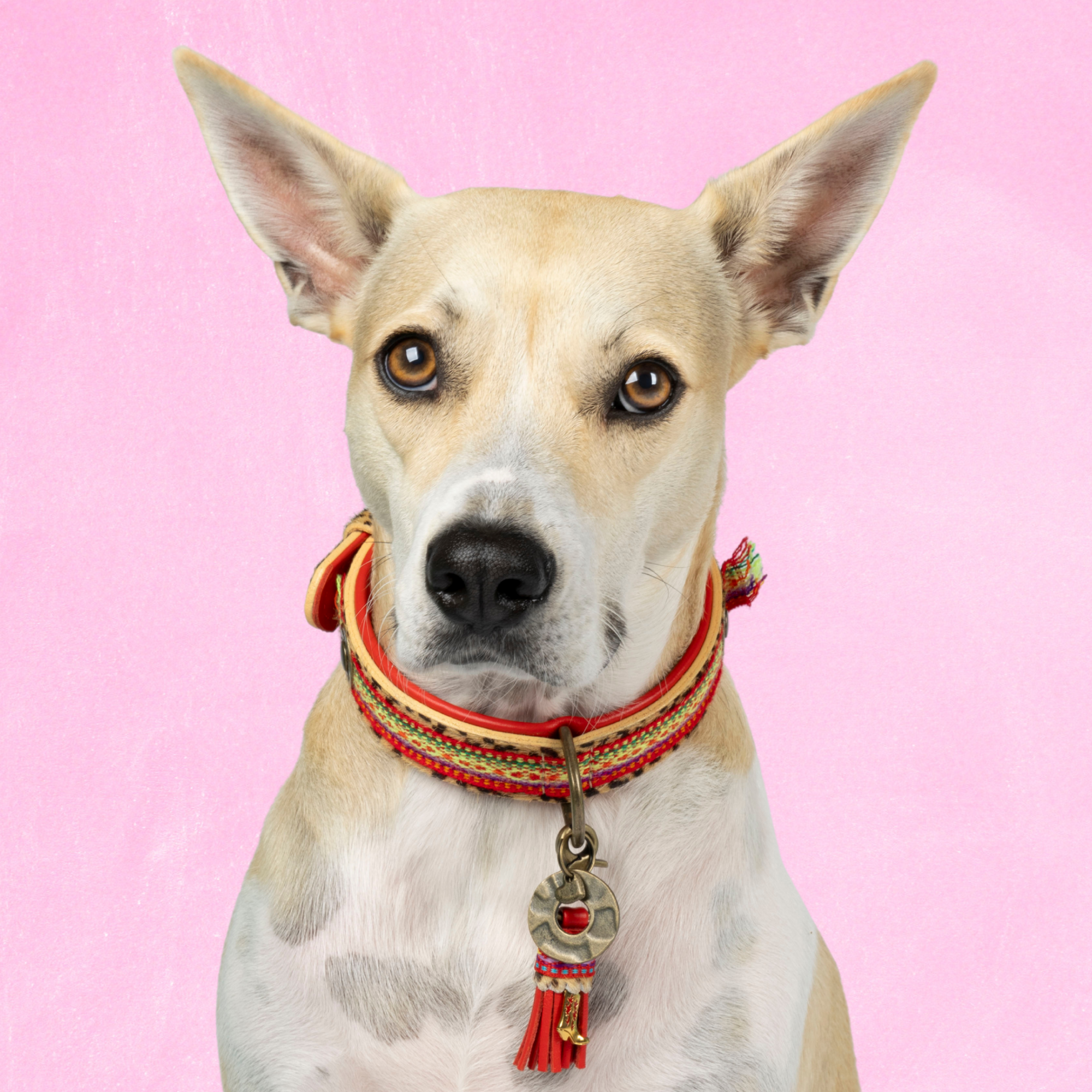 Gypsy Hondenhalsband L (Halsomvang 38-47 cm / 2,5 cm)