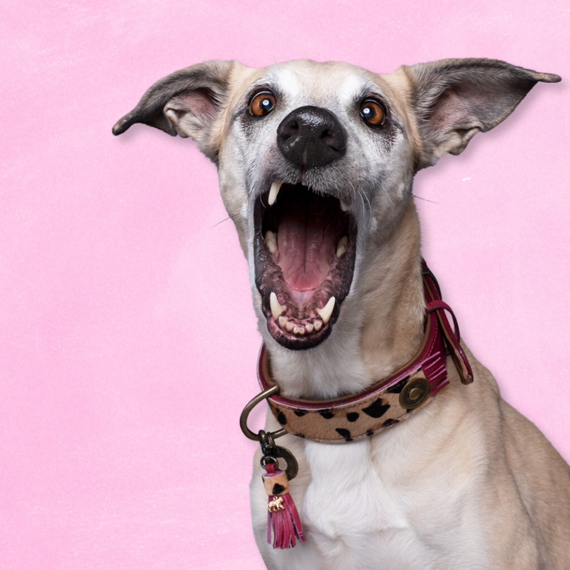 Lou Lou Hundehalsband