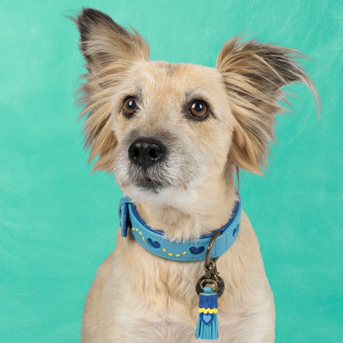 Blauwe leren hondenhalsband Sky M - Dog with a Mission premium halsband middelgrote honden