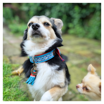 Dutchie Dog Collar M (Neck Size 32-39 cm / 2,5 cm)