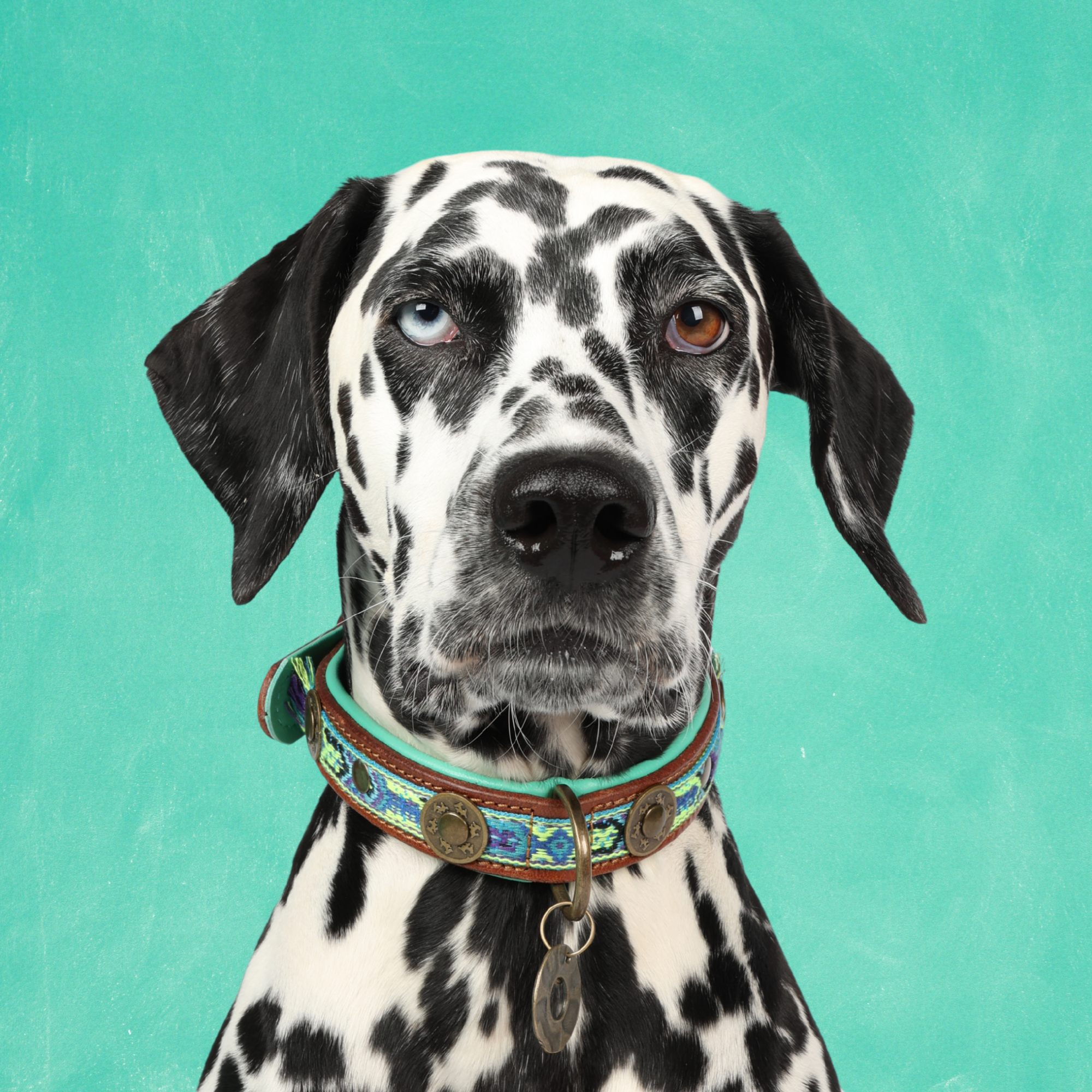 Boho Juan hondenhalsband M op middelgrote hond met buffelleer