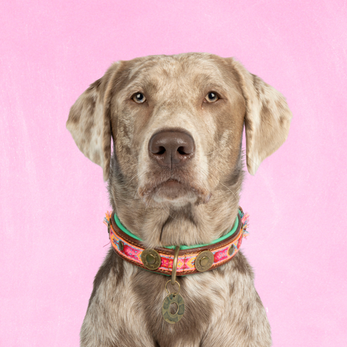 Boho Rosa hondenhalsband L Dog with a Mission - roze bohemian print bruin buffelleer voor grote honden

