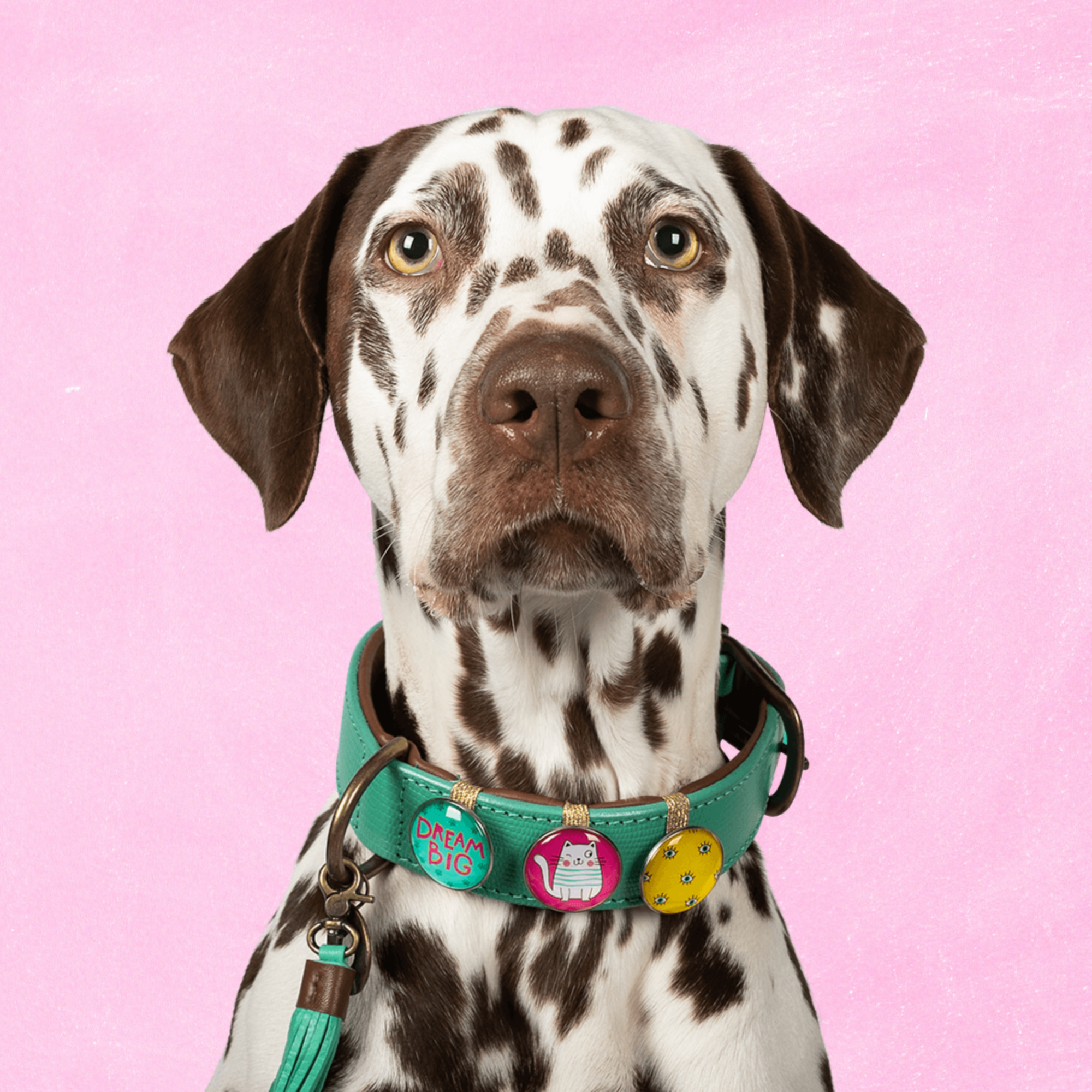 California Dreaming Hondenhalsband XL ( Halsomvang 47-57 cm / 4 cm)