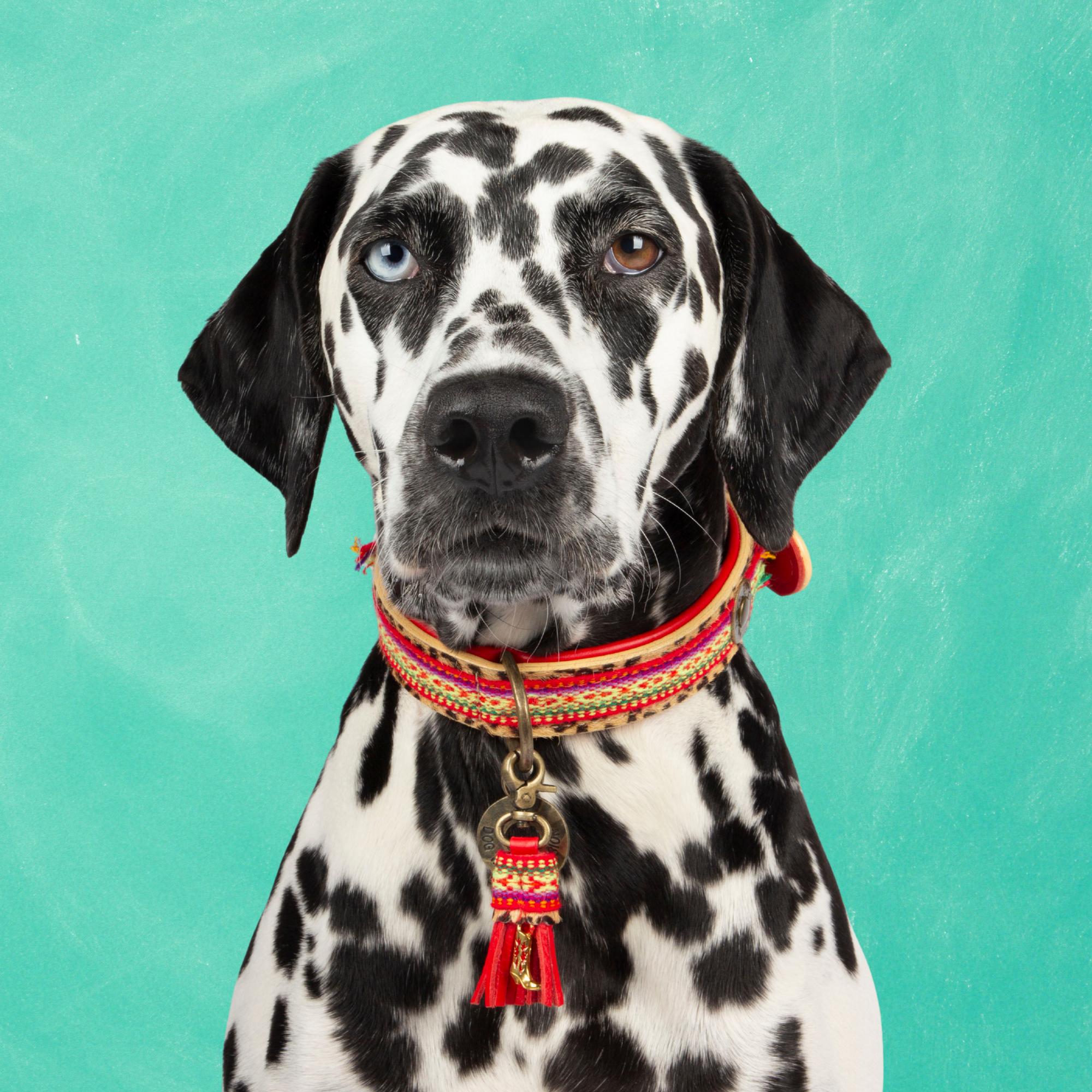 Rode leren hondenhalsband Gypsy M - Dog with a Mission bohemian panterprint middelgrote honden