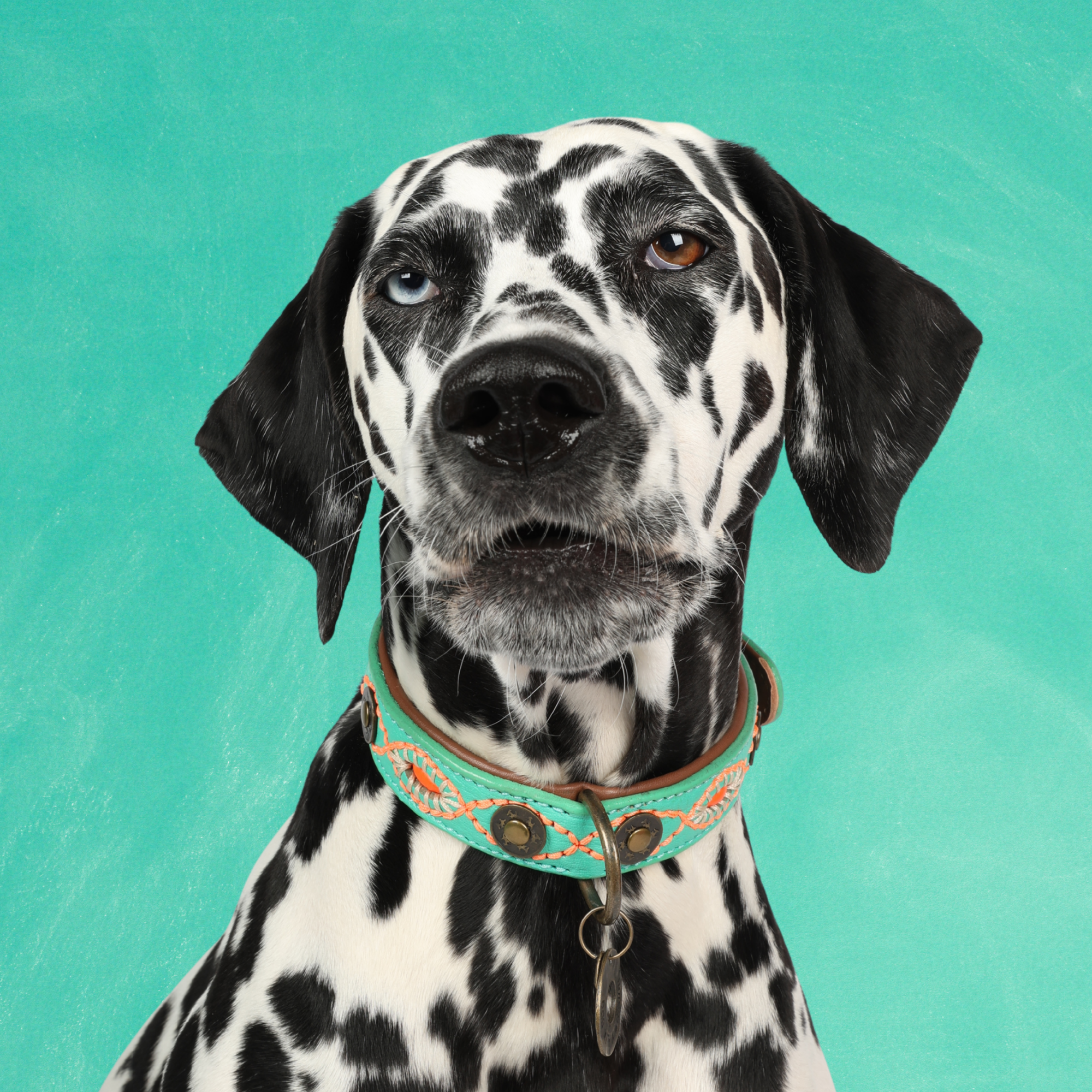 Urban Janis Hondenhalsband L  ( Halsomvang 38-47 cm / 2,5 cm)