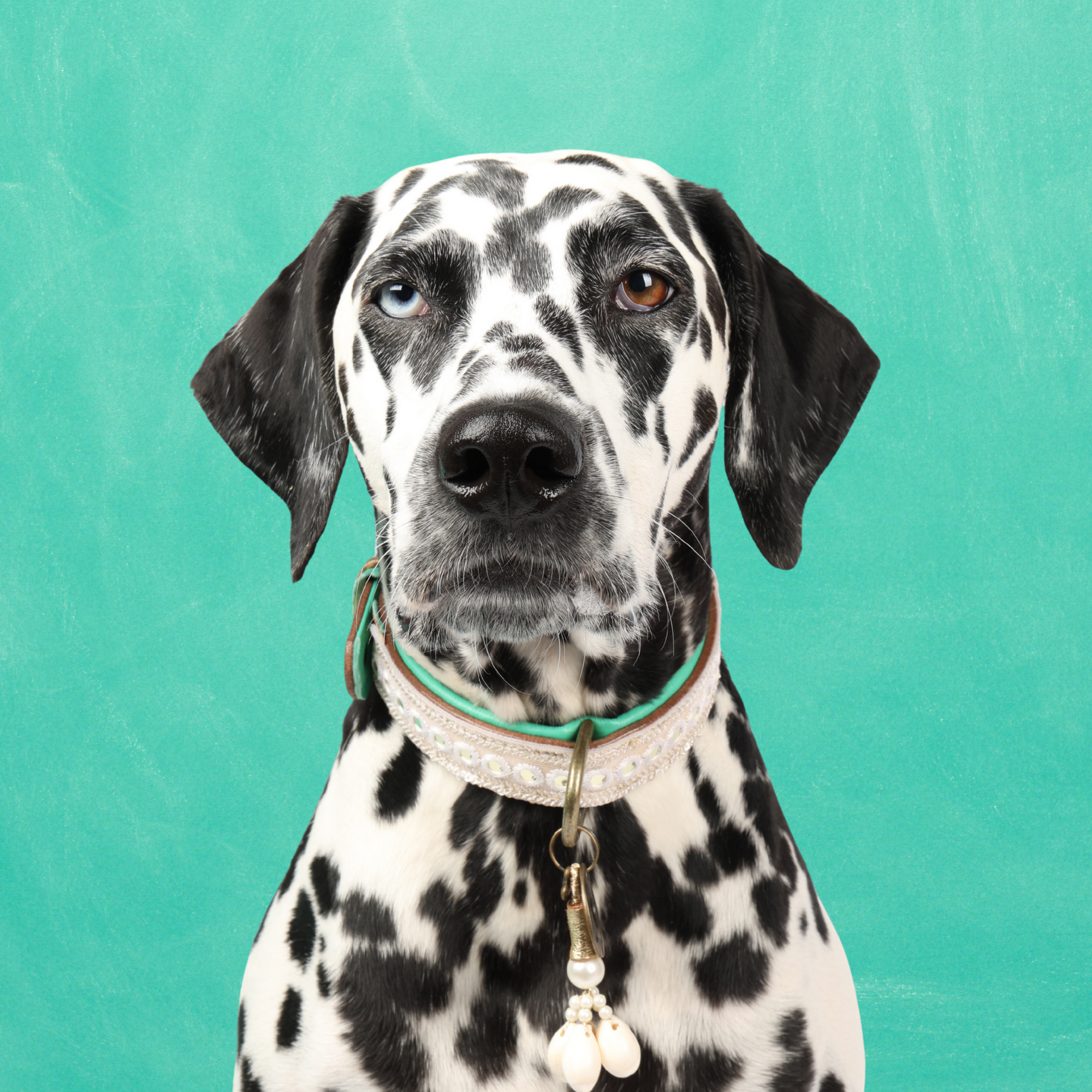 Love Story Hondenhalsband L ( Halsomvang  38-47 cm / 2,5 cm)