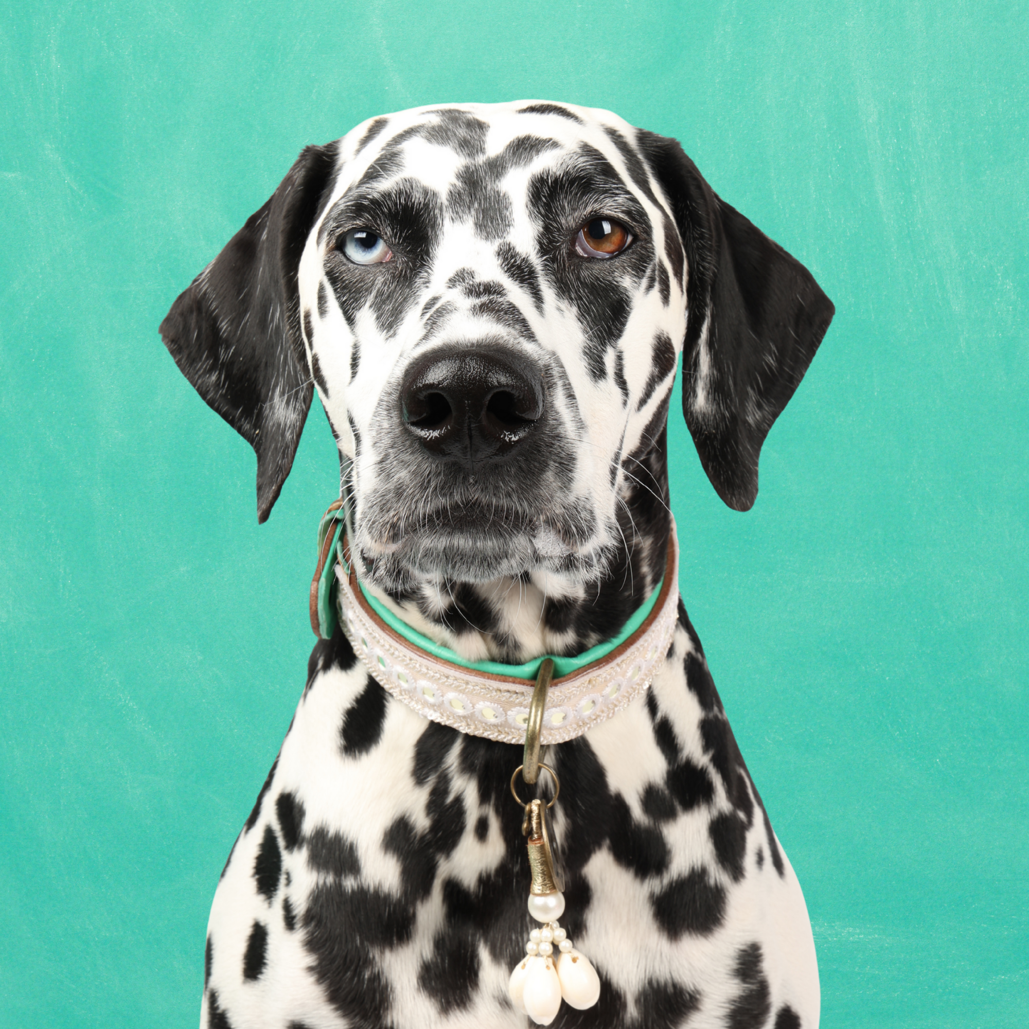 Love Story Hondenhalsband M (Halsomvang  32-39 cm / 2,5 cm)