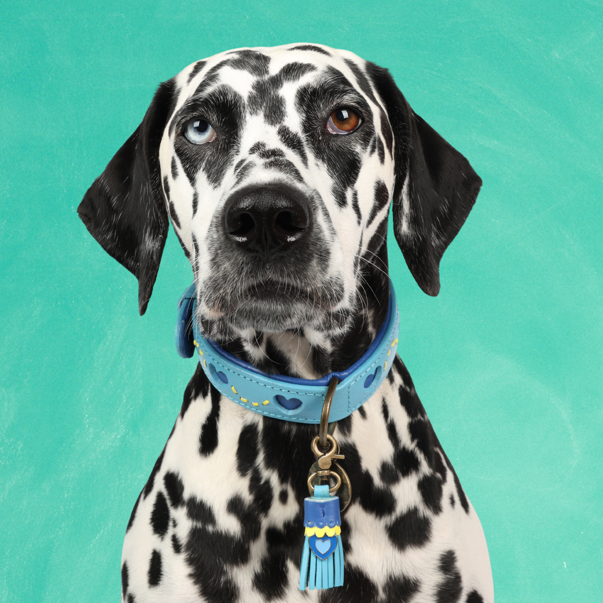 Sky Hondenhalsband L ( Halsomvang  38-47 cm / 2,5 cm)