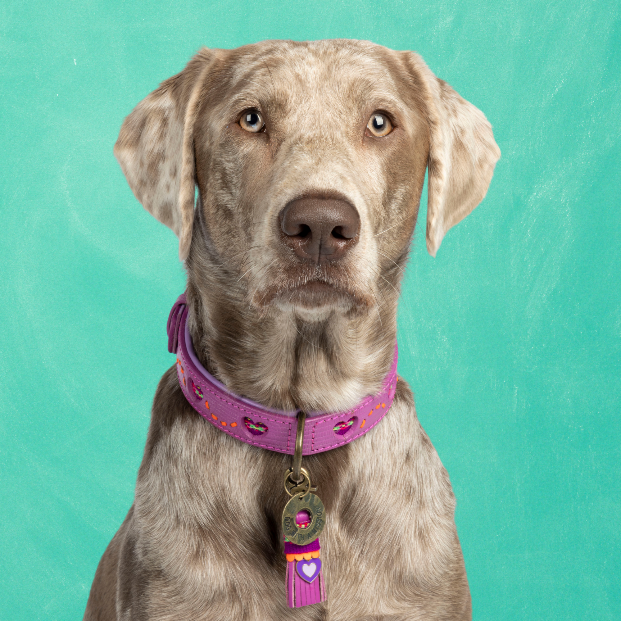 Spice Hondenhalsband L (Halsomvang 38-47 cm / 2,5 cm)