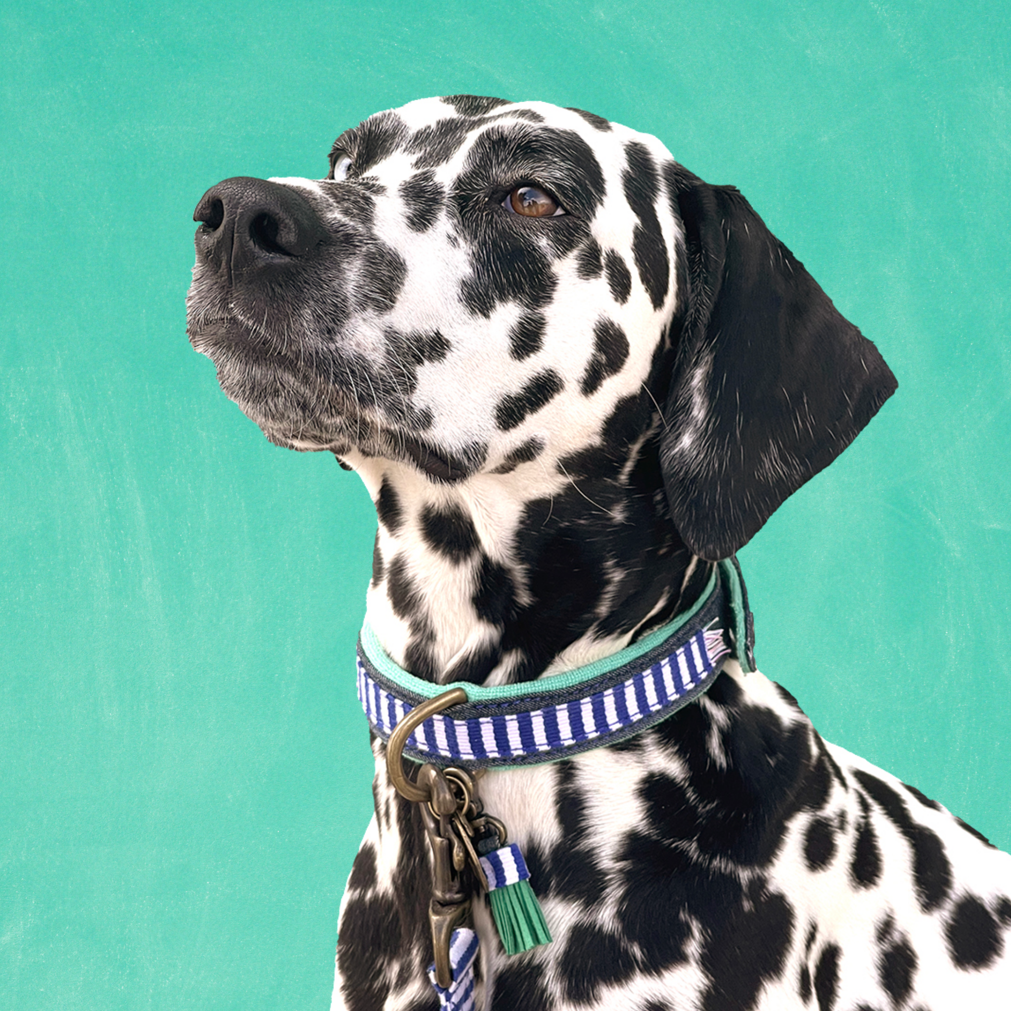 Mr Cruise Hondenhalsband S (Halsomvang  27-33 cm / 2,5 cm)