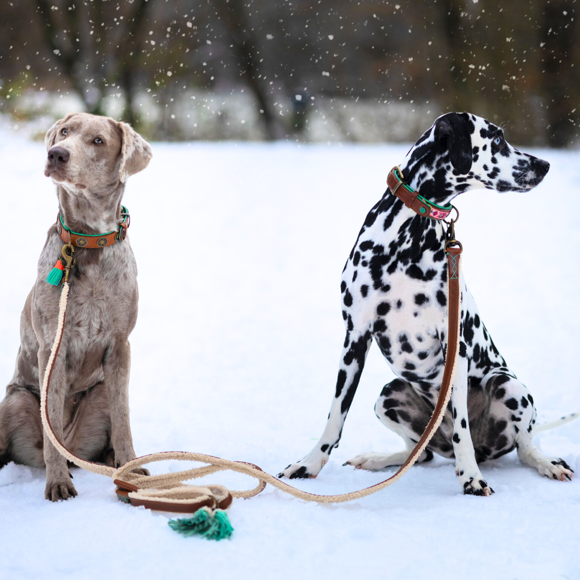 Teddy Hundeleine  L (135 cm X 2,5 cm)