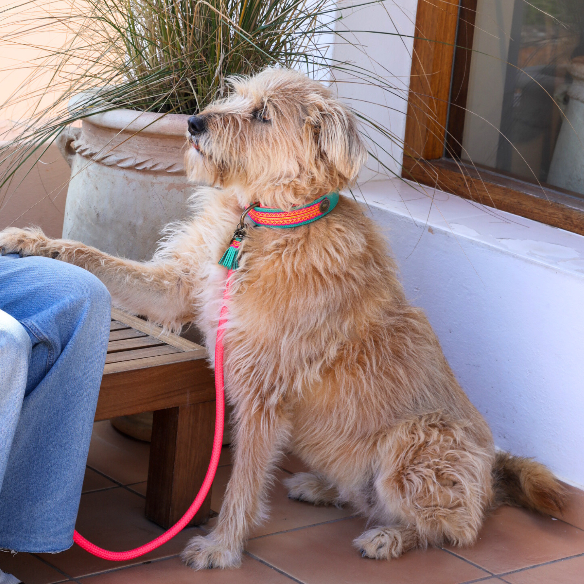 Grote hond draagt de Maui hondenhalsband van turquoise buffelleer met hot pink ribbon – boho stijl van Dog with a Mission
