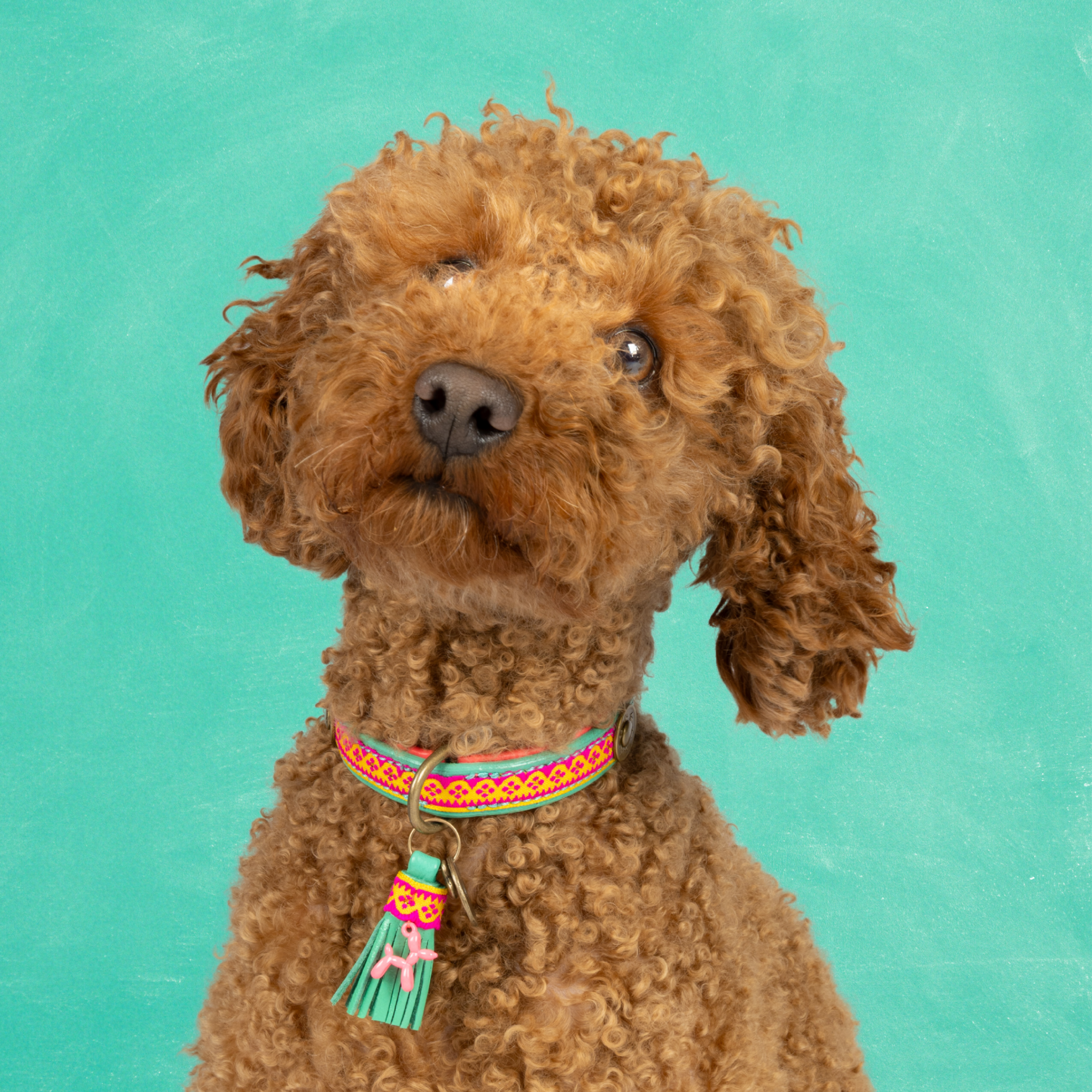Maui hondenhalsband XXS in turquoise buffelleer met hot pink ribbon en messing gesp – Dog with a Mission

