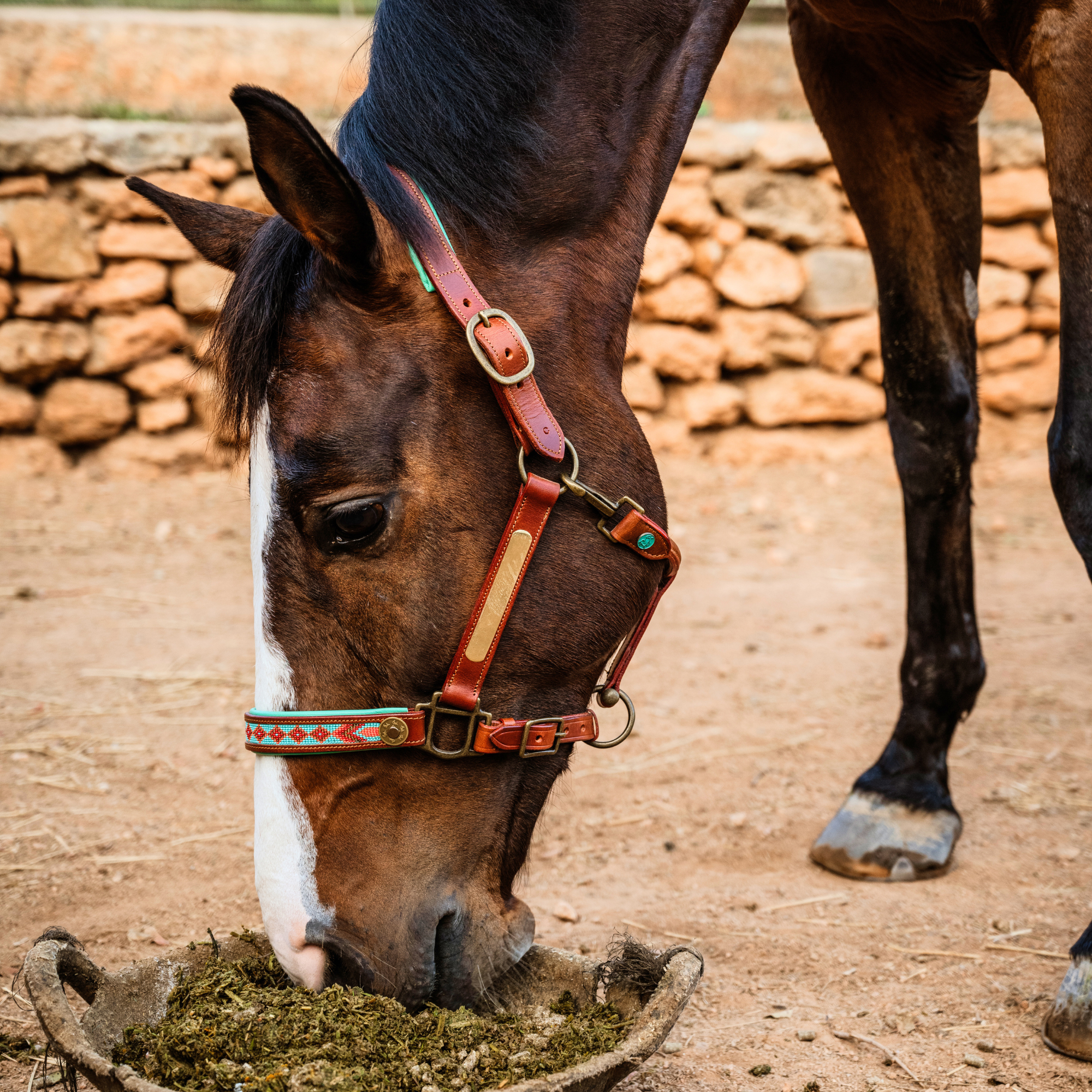 Dark horse eating hay wearing Paddy Lee buffalo leather halter with turquoise and red woven noseband and antique brass hardware by Dog with a Mission, rustic stone wall background