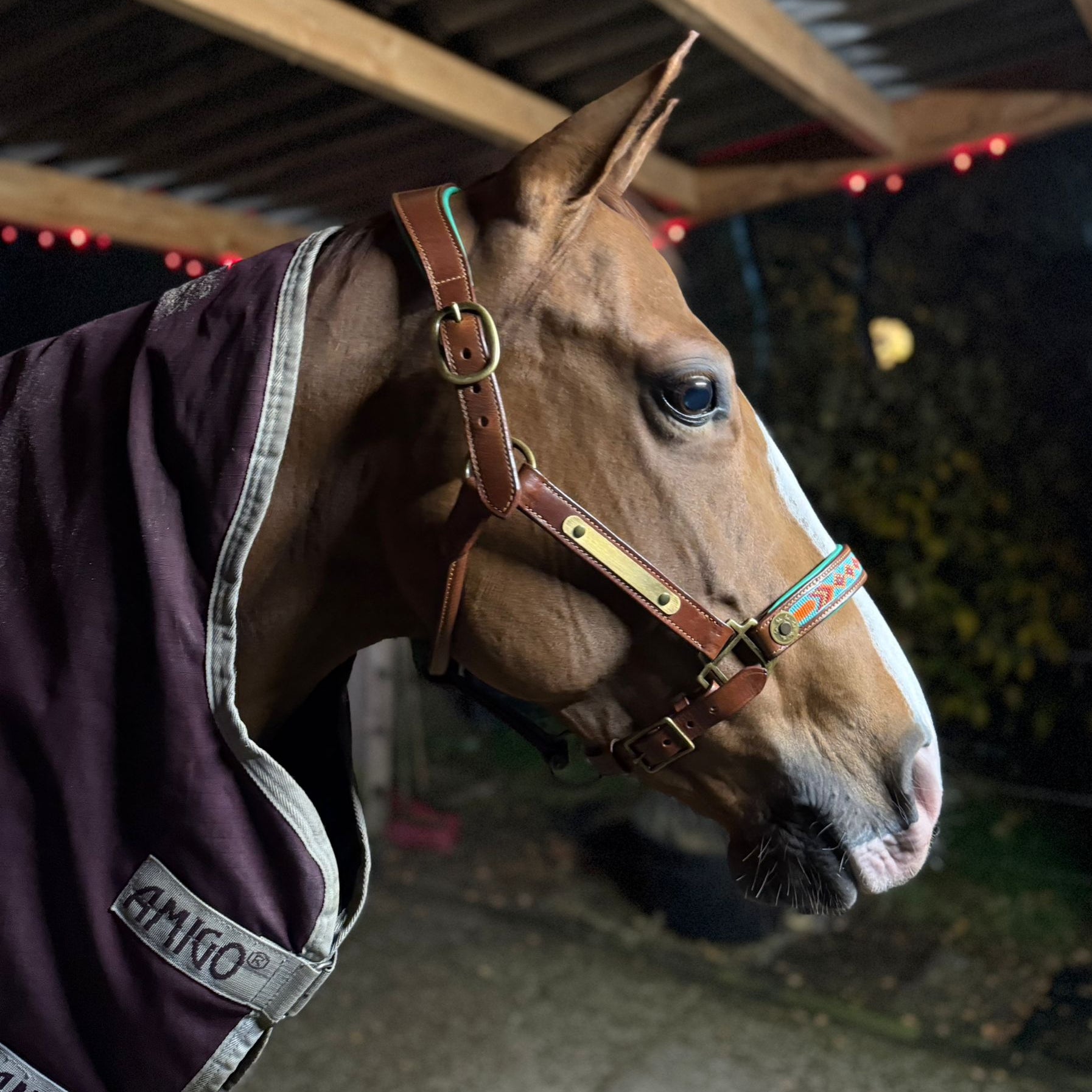 Paddy Lee Paardenhalster - Full