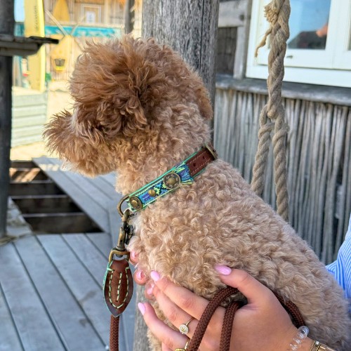 Rover met de turquoise leren DWAM halsband (maat S) voorzien van kralen en een bijpassende riem met karakteristieke afneembare hanger.