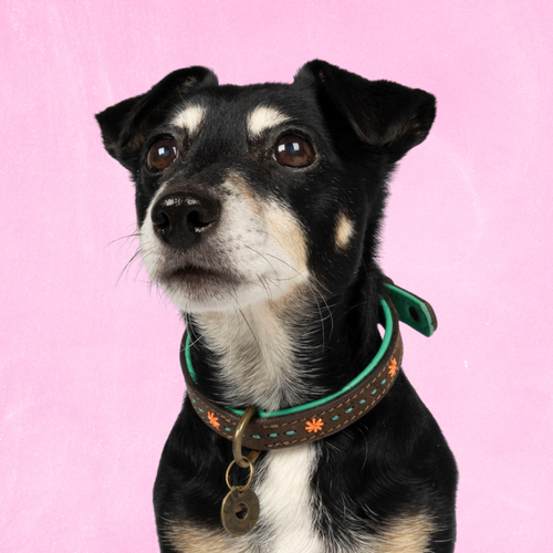 Urban Joplin hondenhalsband S bruin buffelleer met turquoise accent - Dog with a Mission leren halsband 27-33cm
