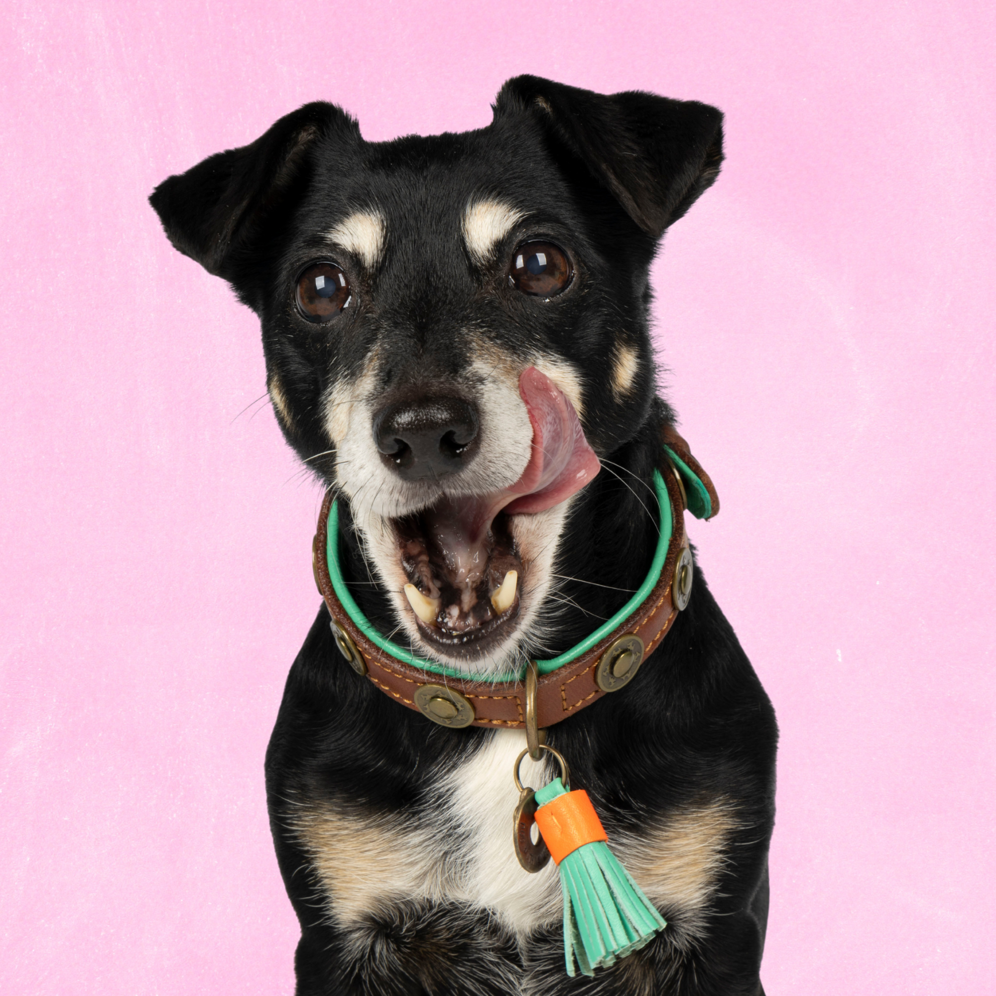 Urban Hondenhalsband S (Halsomvang 27-33 cm / 2 cm)