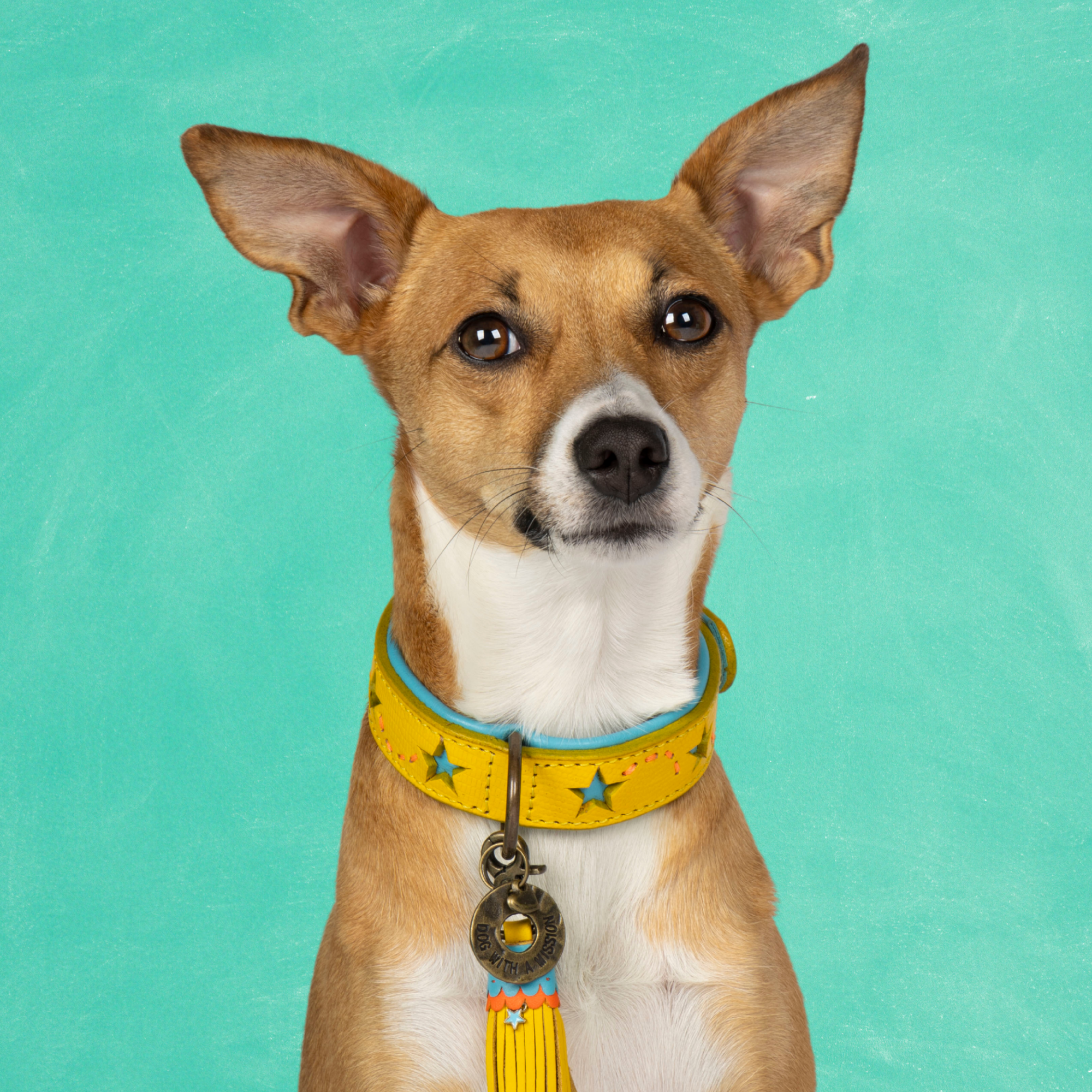 Urban Blue Star Hondenhalsband S ( Halsomvang 27-33 cm / 2,5 cm)