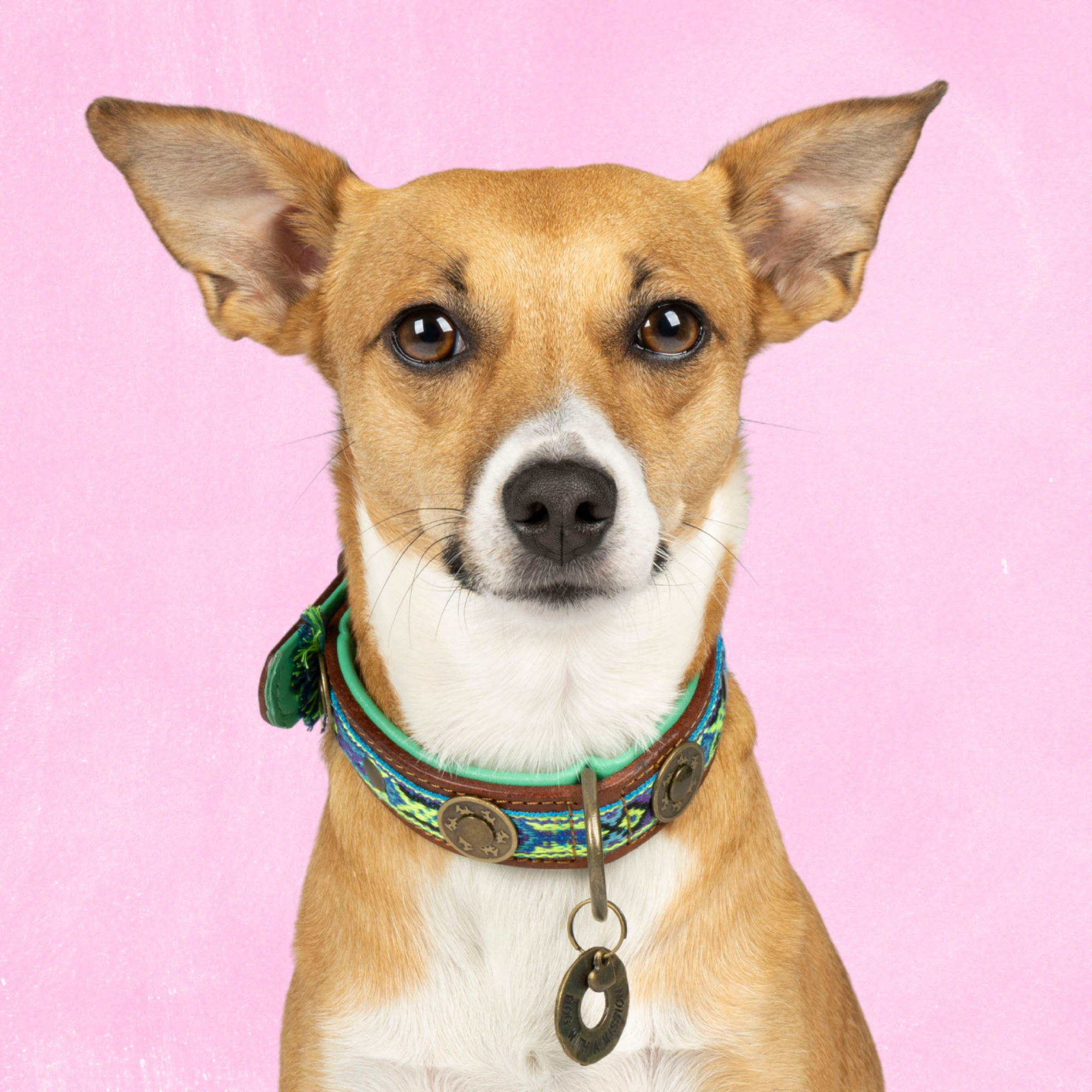 Boho Juan hondenhalsband S 2,5 cm op kleine hond met blauw accent