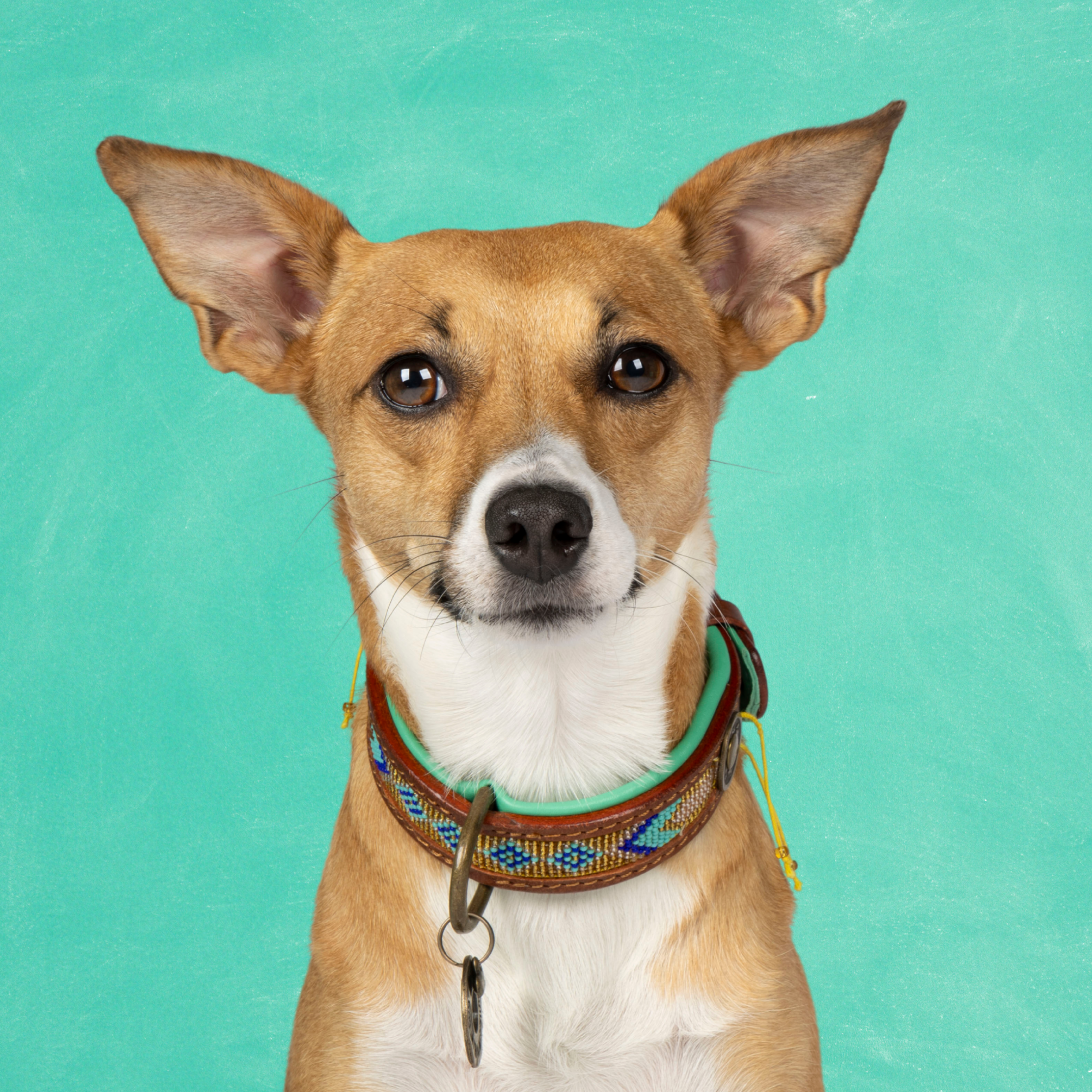 Beads Indi Moon Hondenhalsband S (Halsomvang 27-33 cm / 2,5 cm)