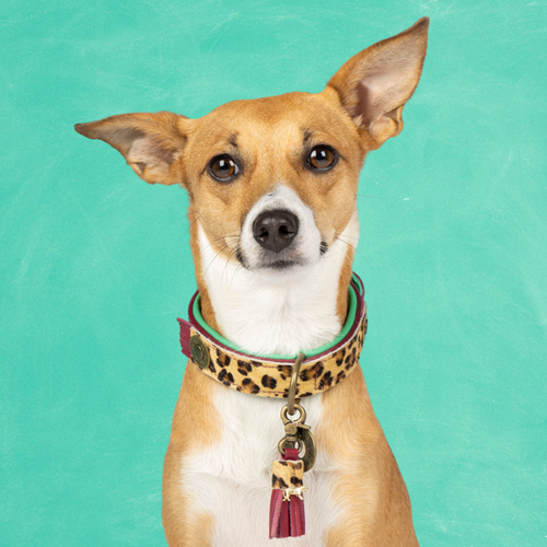 Lou Lou bordeaux rode hondenhalsband S met luxe panterprint - premium leer voor kleine honden
