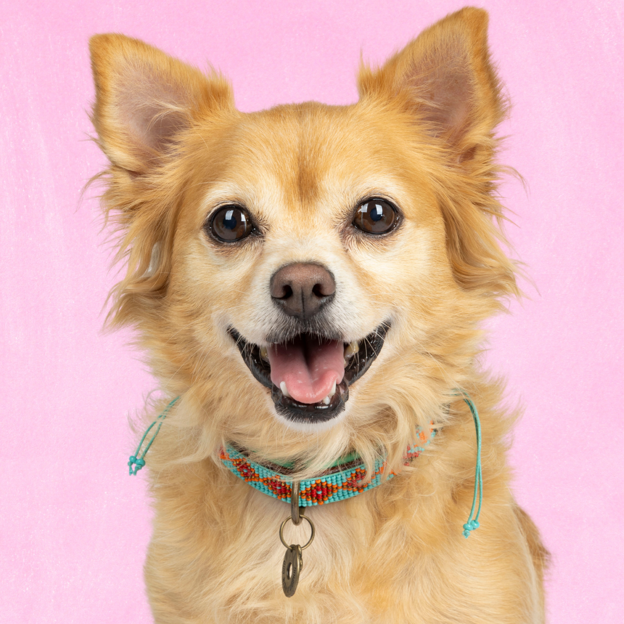 Paddy Lee hondenhalsband S op kleine hond met turquoise kralen