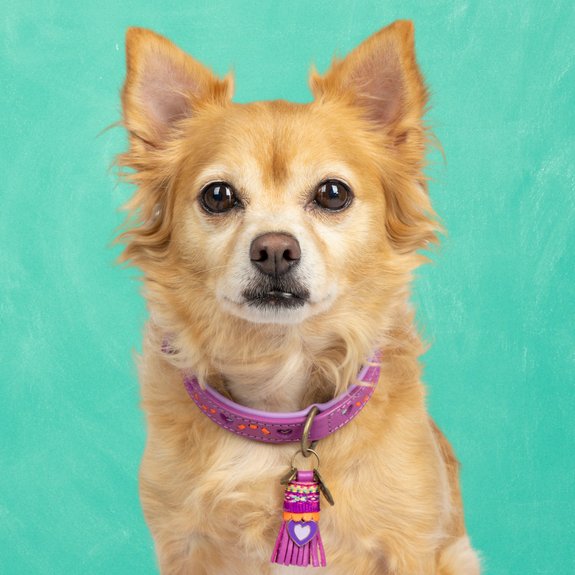 Spice Hondenhalsband S (Halsomvang 27-33 cm / 2 cm)