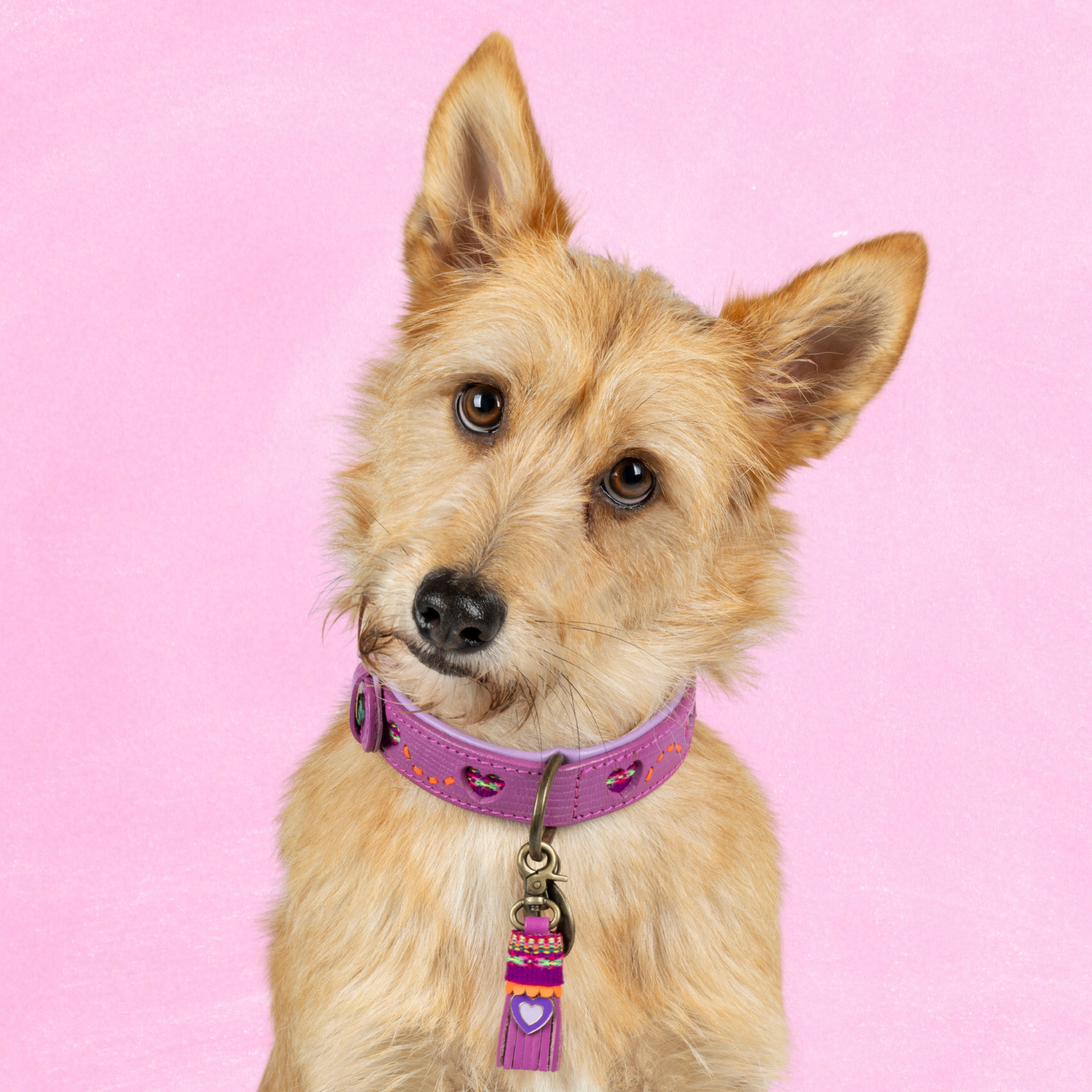 Spice Hondenhalsband S (Halsomvang  27-33 cm / 2,5 cm)