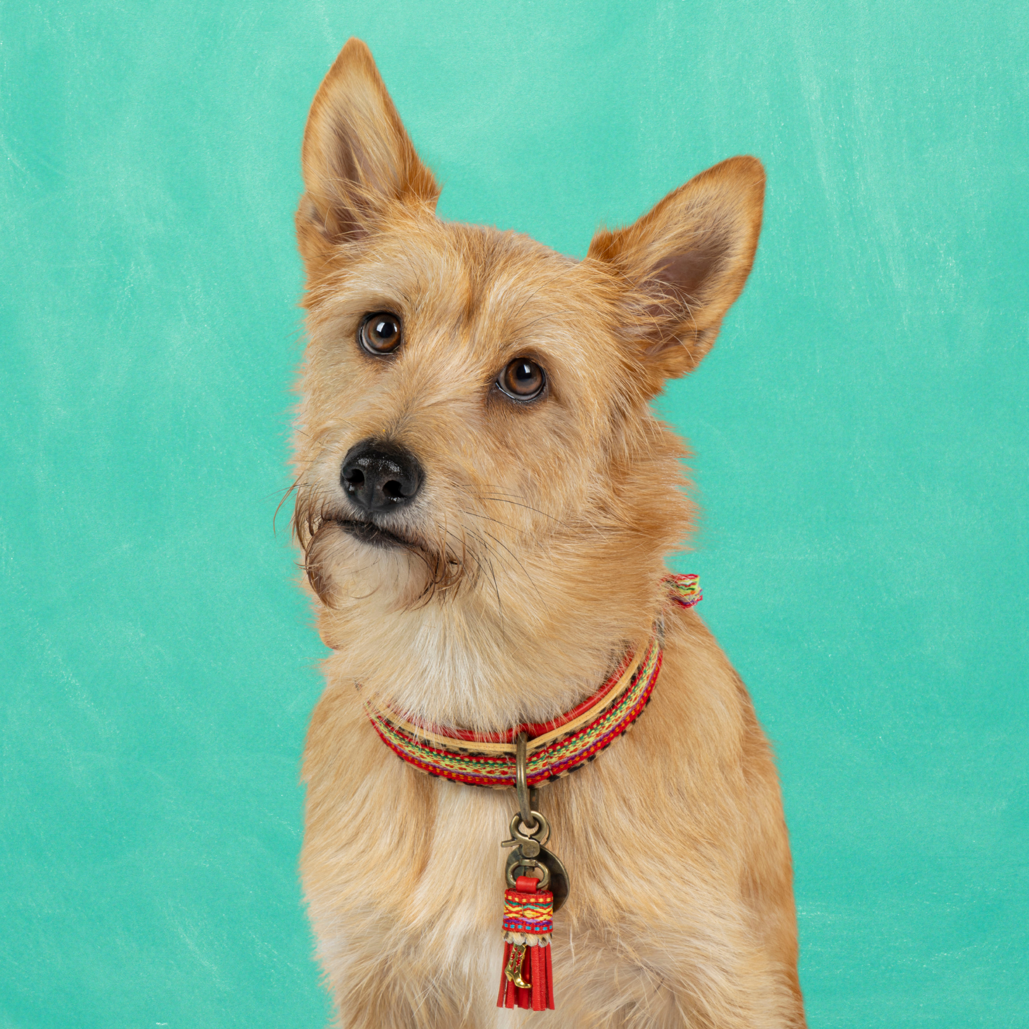Rode leren hondenhalsband Gypsy S - Dog with a Mission bohemian panterprint kleine honden