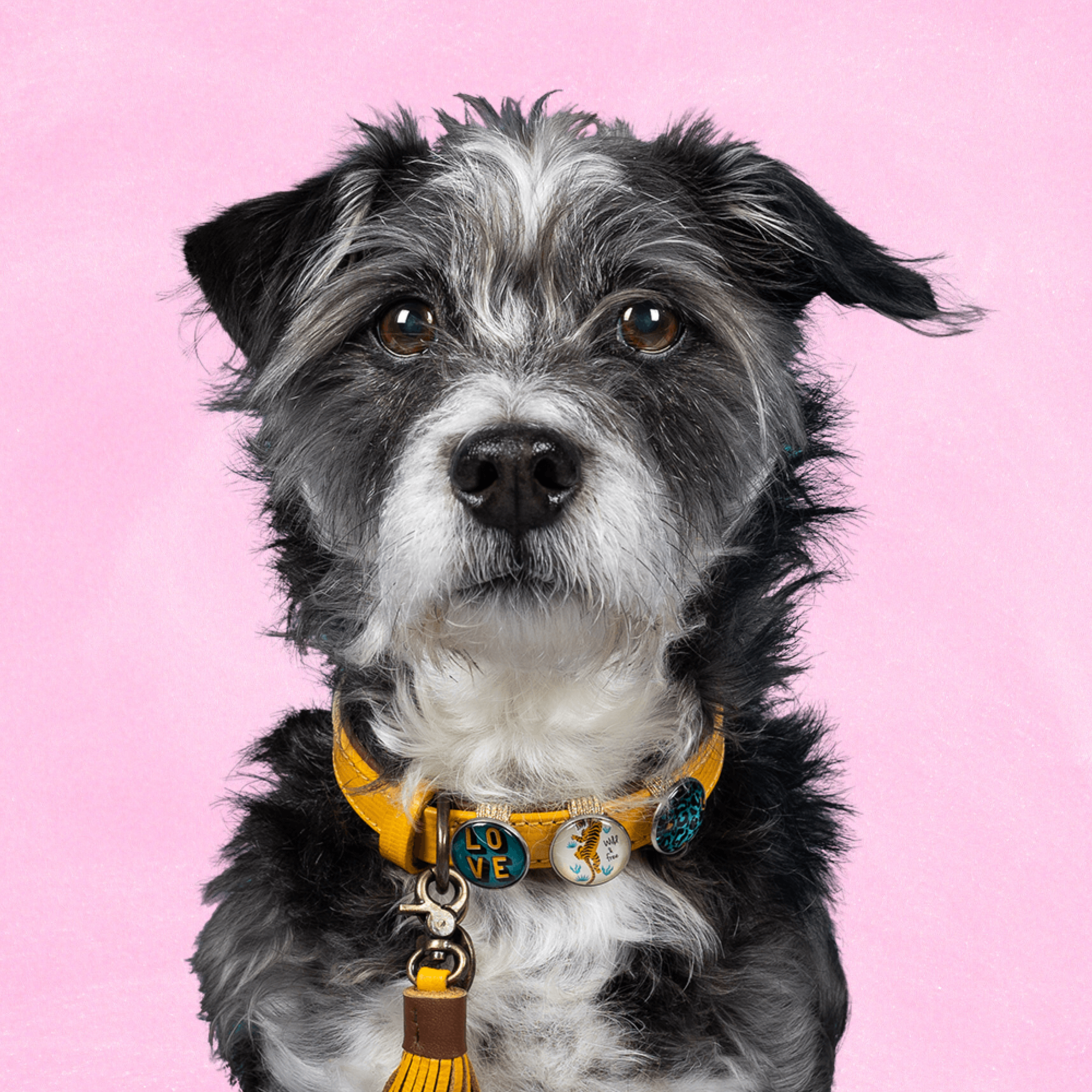 New York Yankee Hondenhalsband XXL ( Halsomvang 55-65 cm / 4 cm)