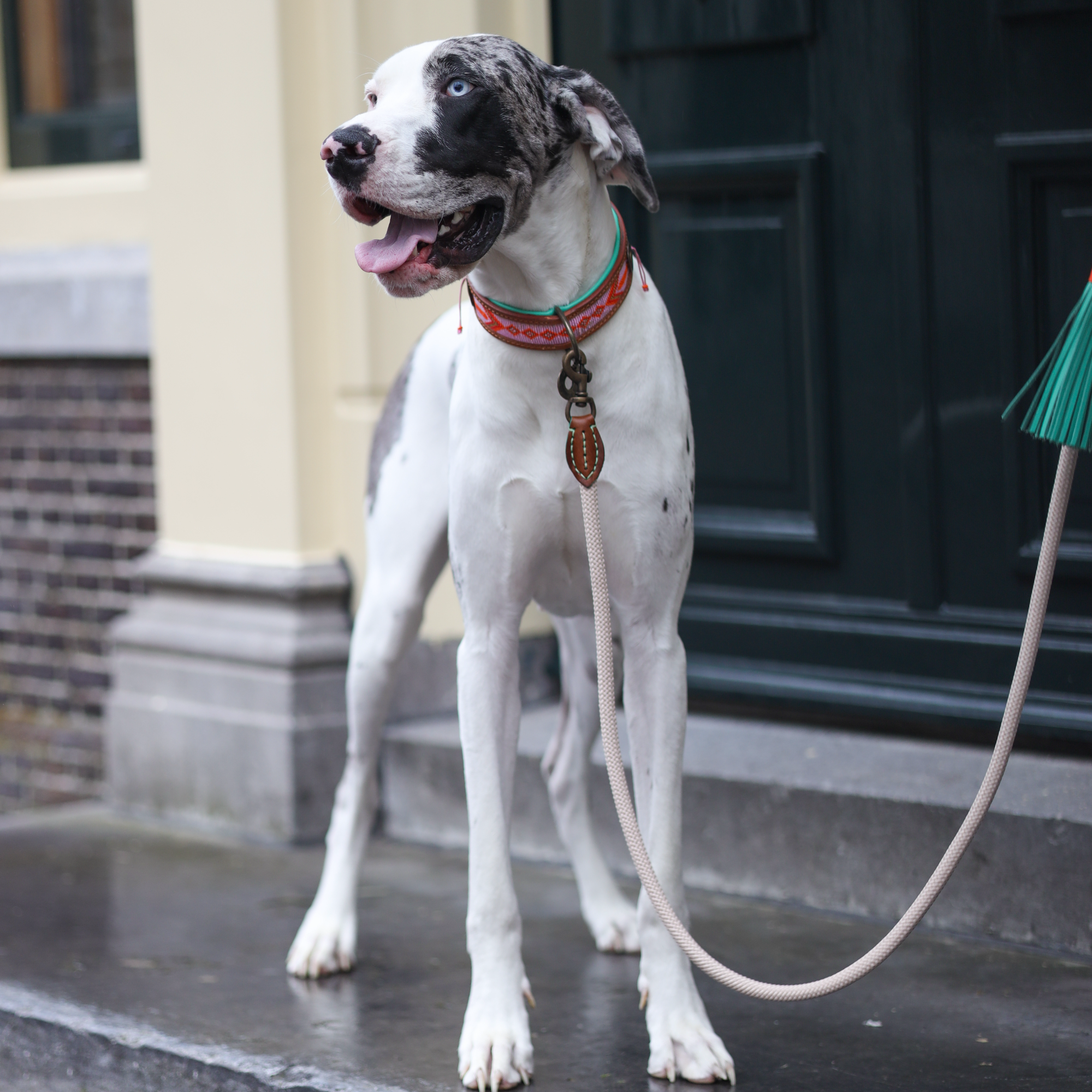 Classic Sand Hondenriem L (155 cm X 1,4 cm)