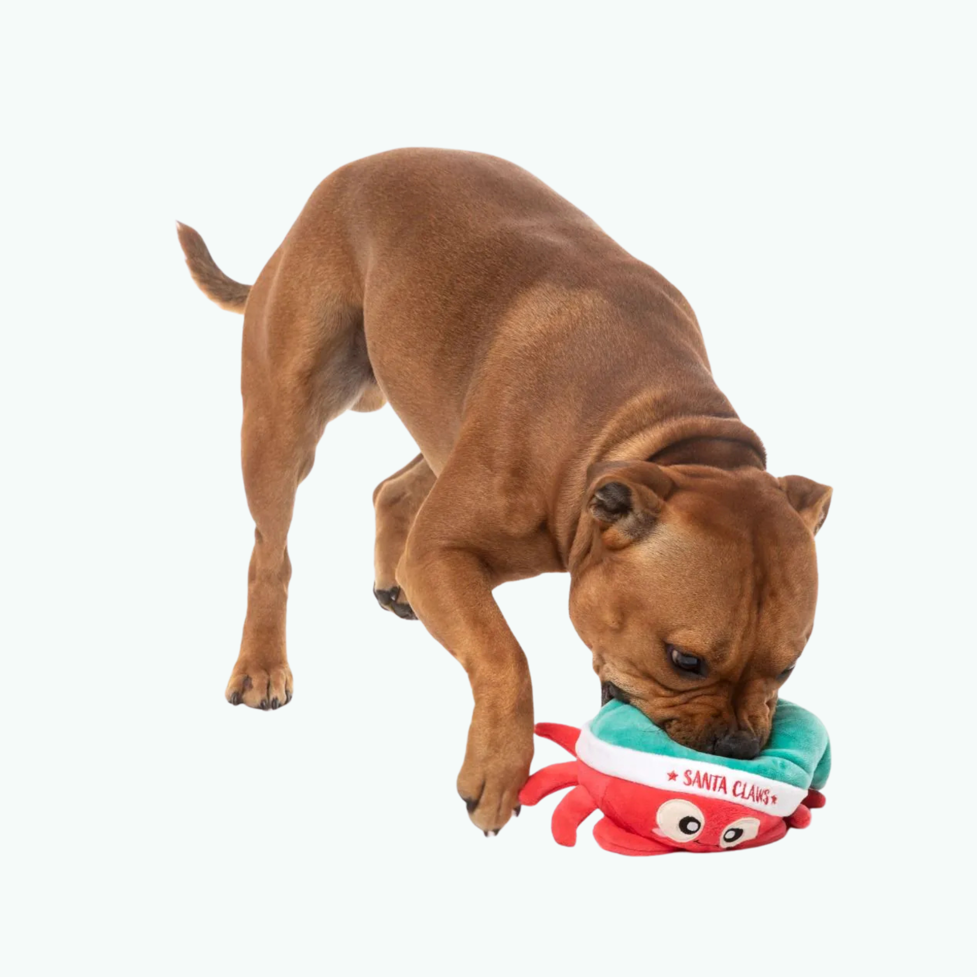 Santa Claws Christmas Dog Toy