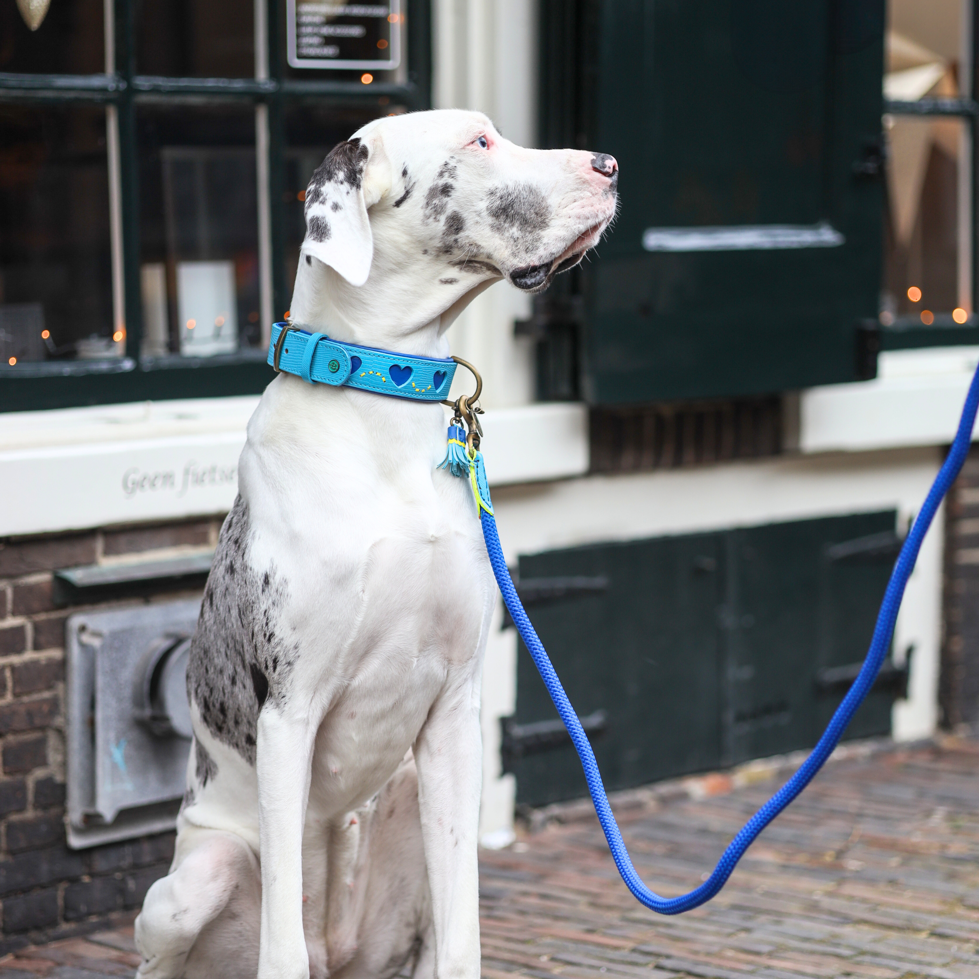 Sky Hondenriem L (165 cm X 1,4 cm)