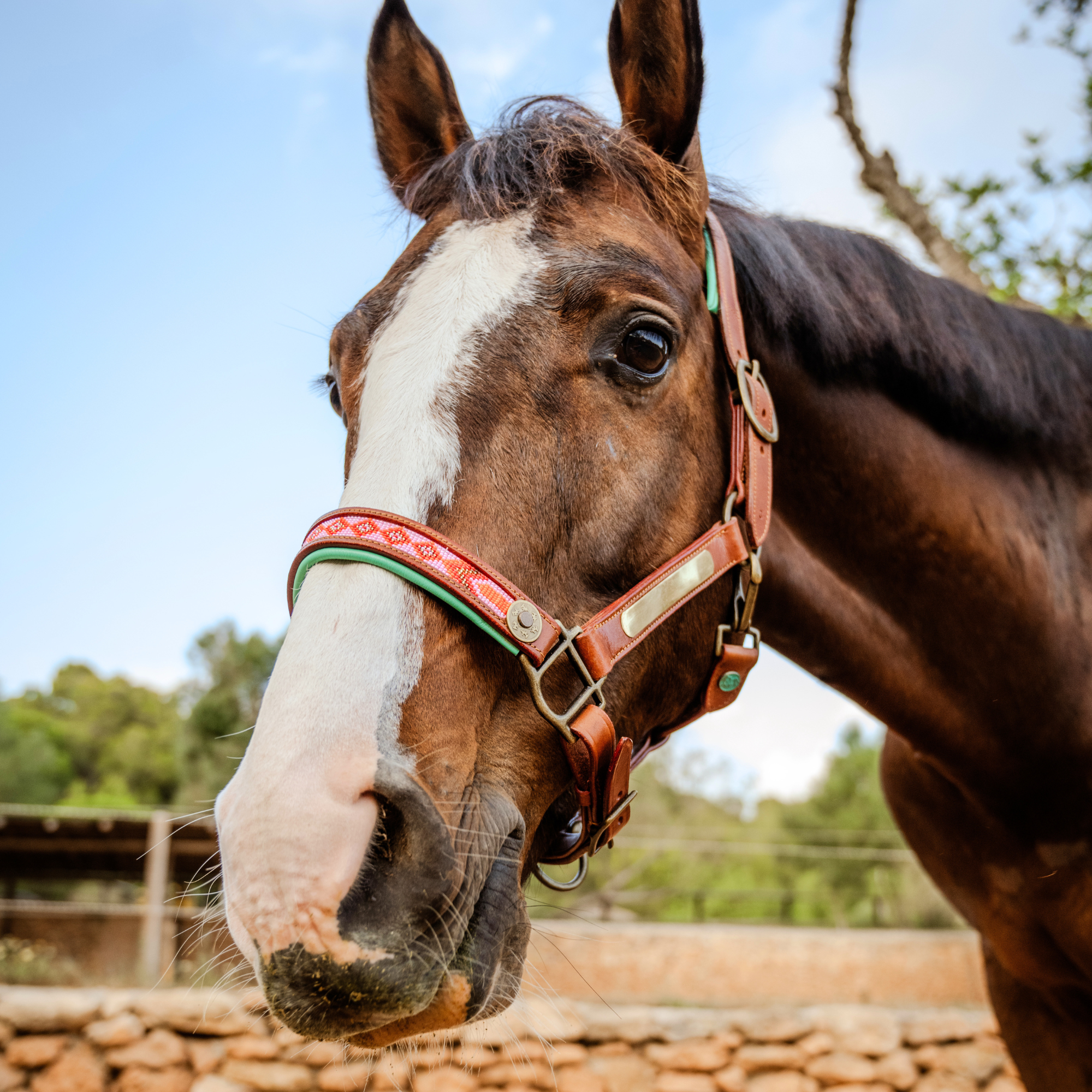 Sweet Mae Paardenhalster - Full