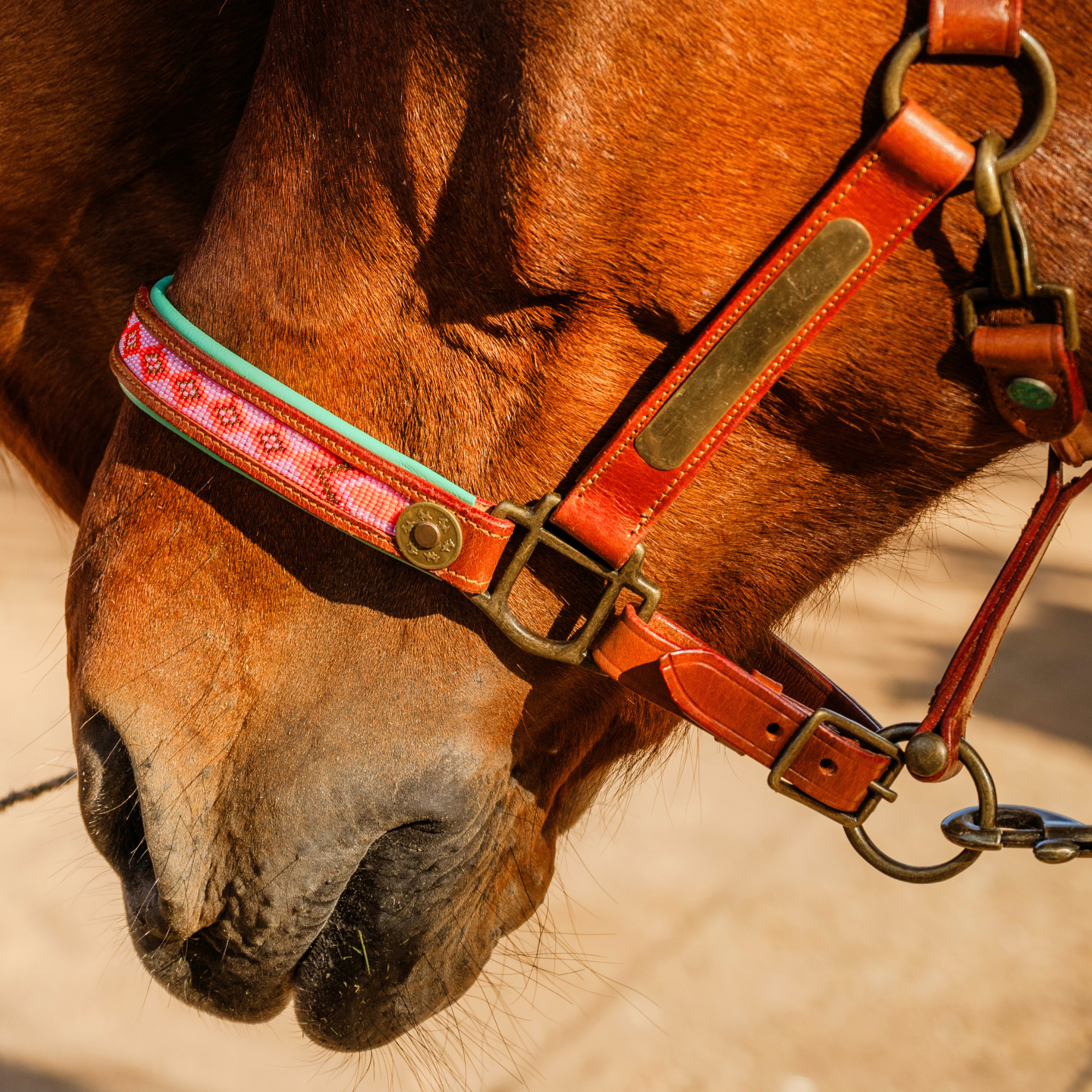 Sweet Mae Paardenhalster - Full