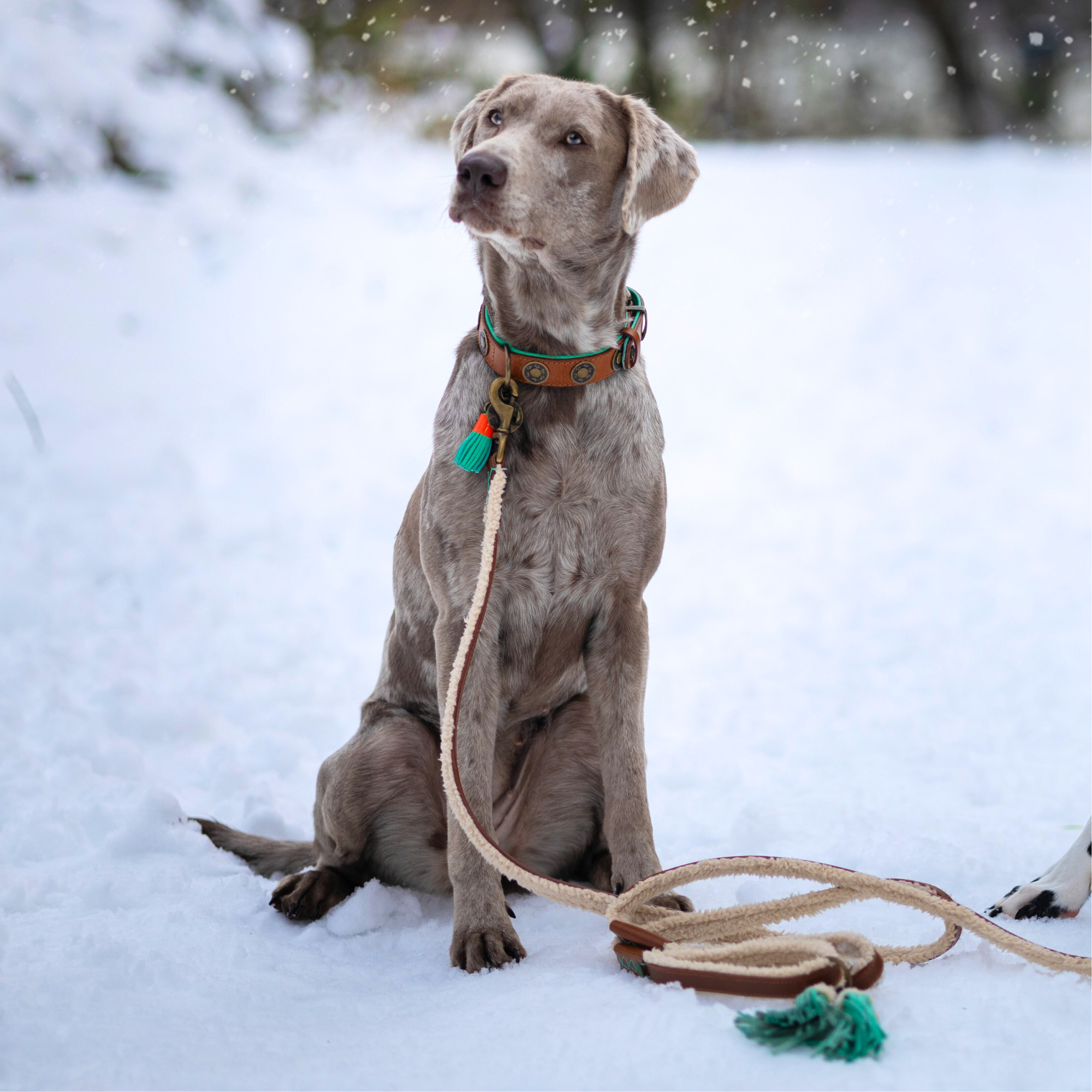 Teddy Hundeleine  L (135 cm X 2,5 cm)