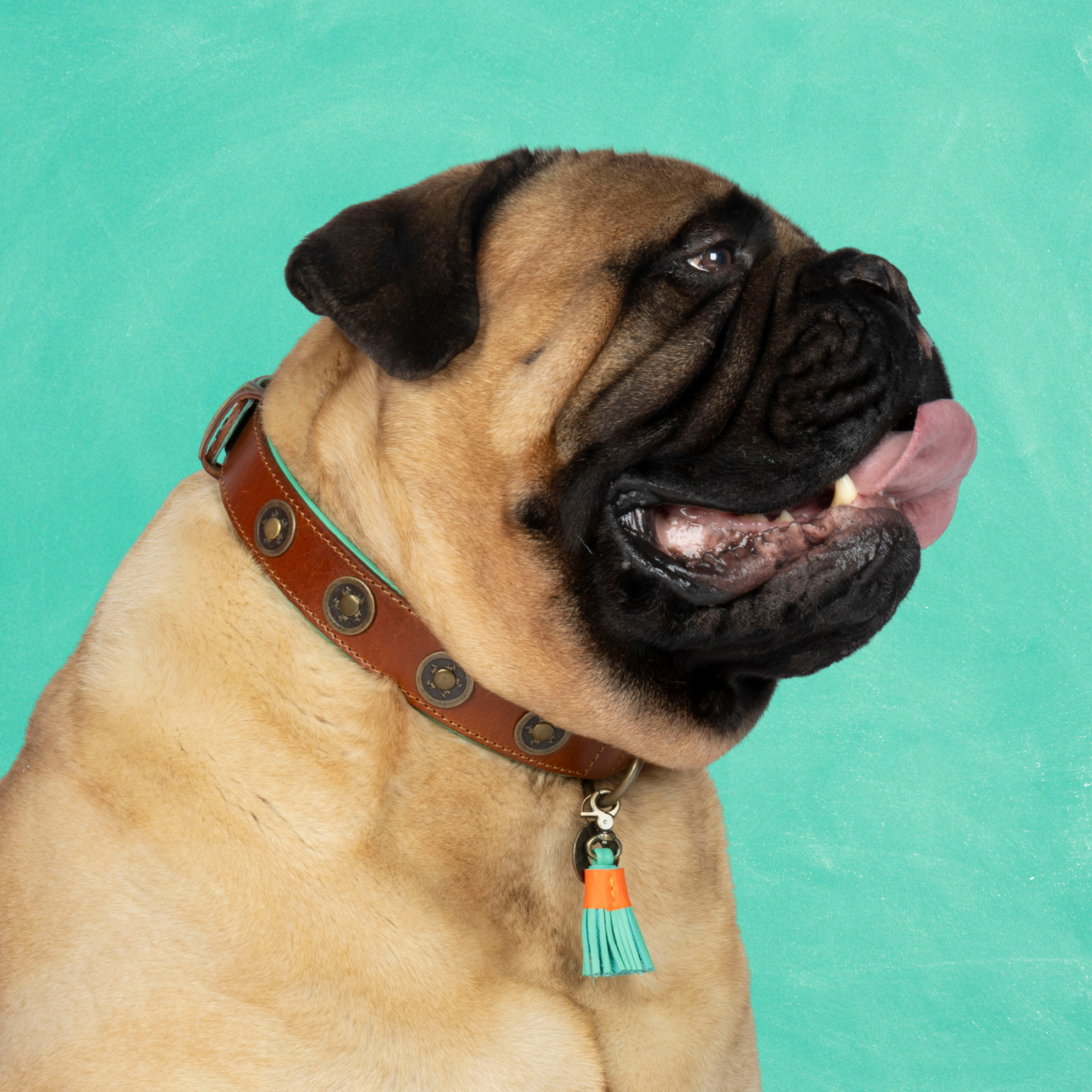 Urban Dog Collar XXL (Neck Size 55-65 cm / 4 cm)