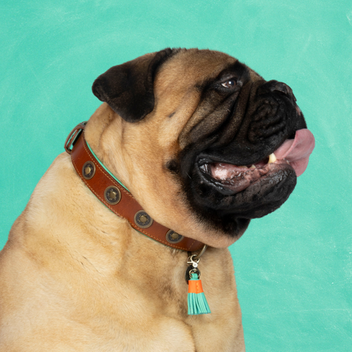 Urban Dog Collar – Dog with a Mission